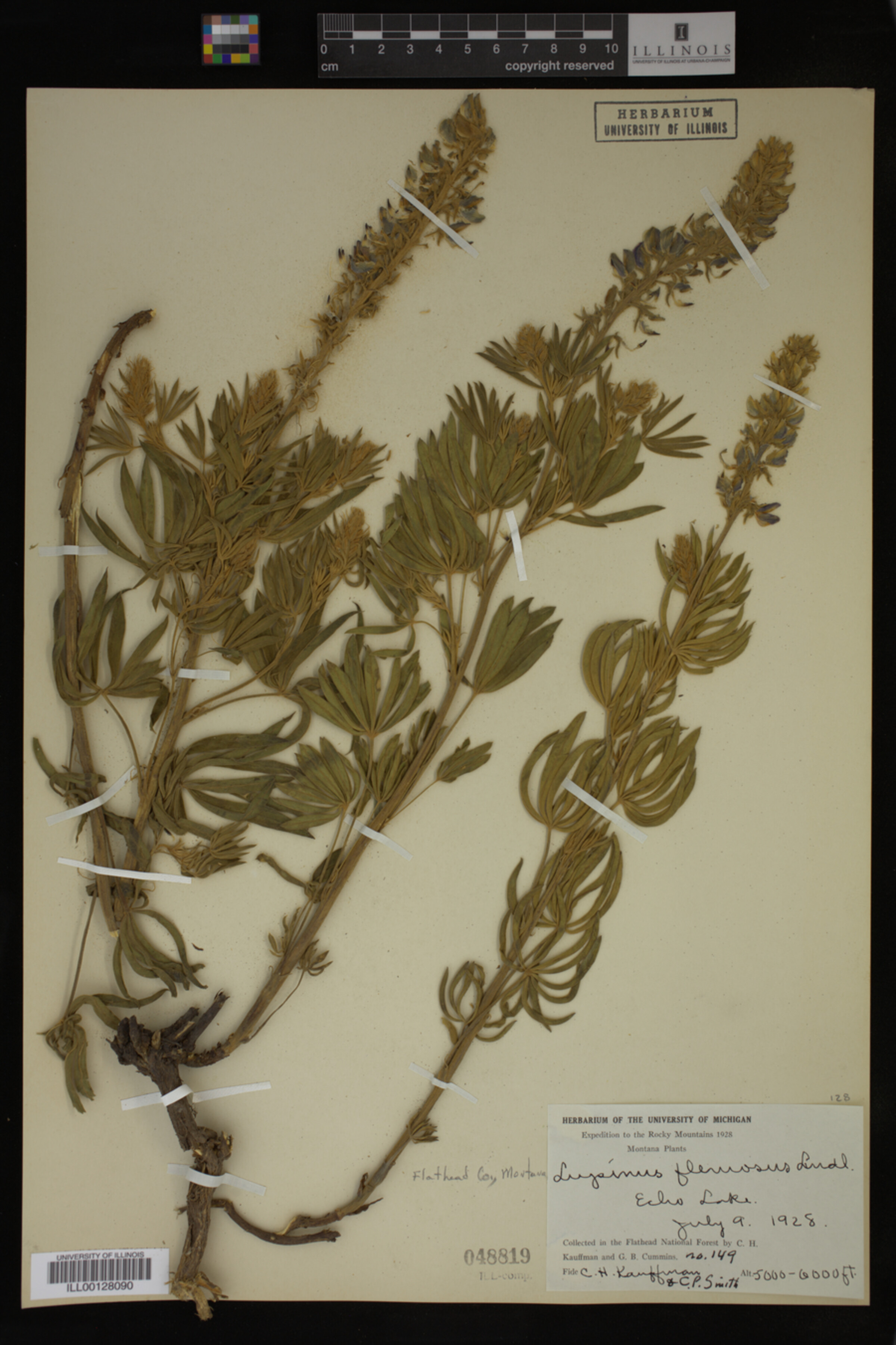 Lupinus flexuosus image