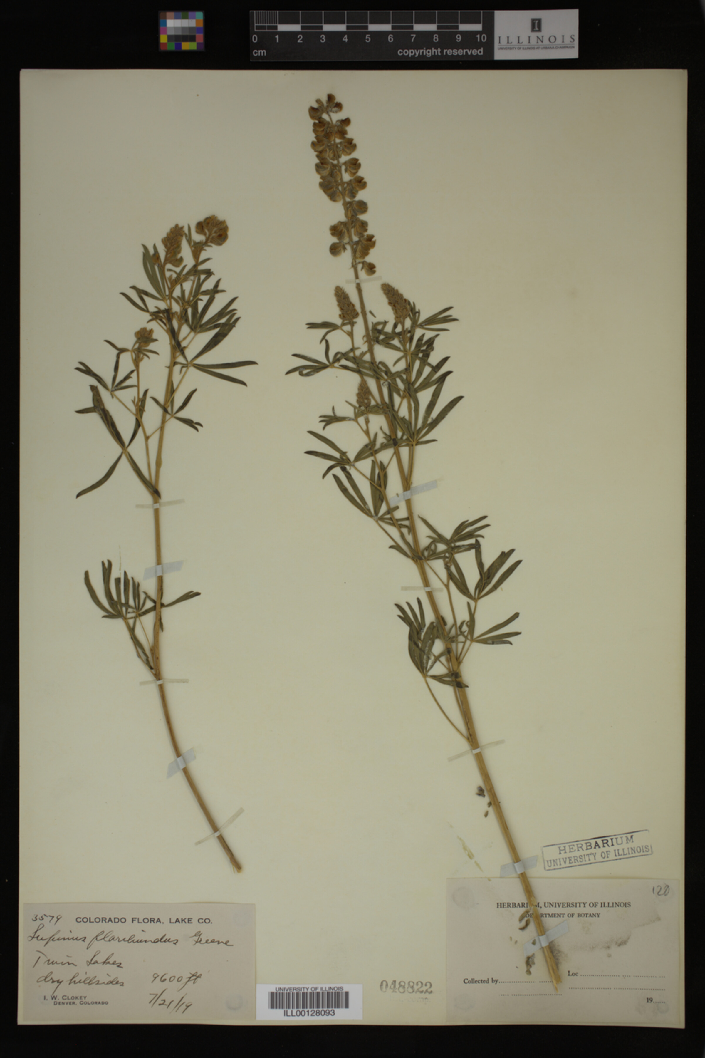 Lupinus floribundus image