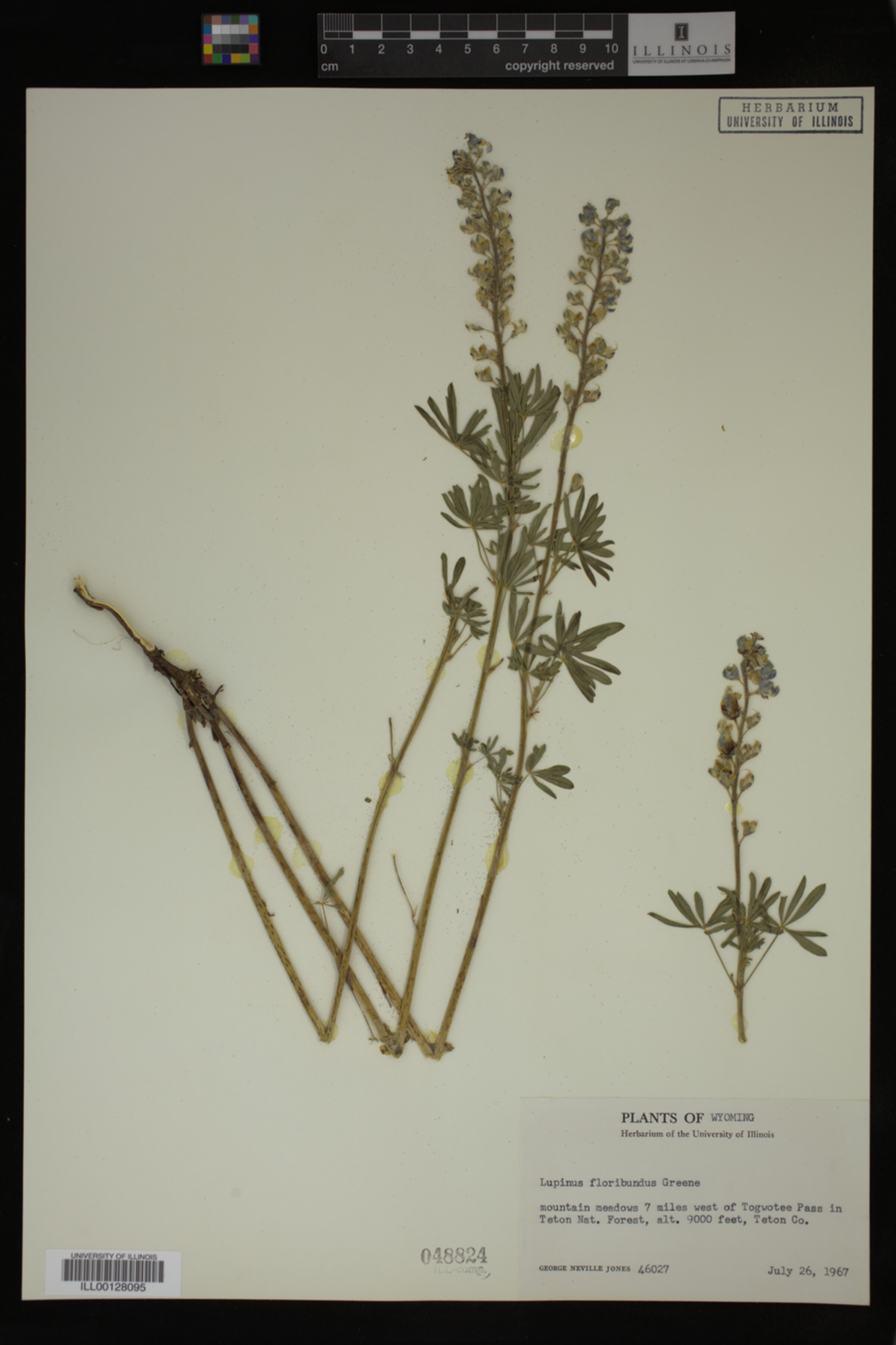 Lupinus floribundus image