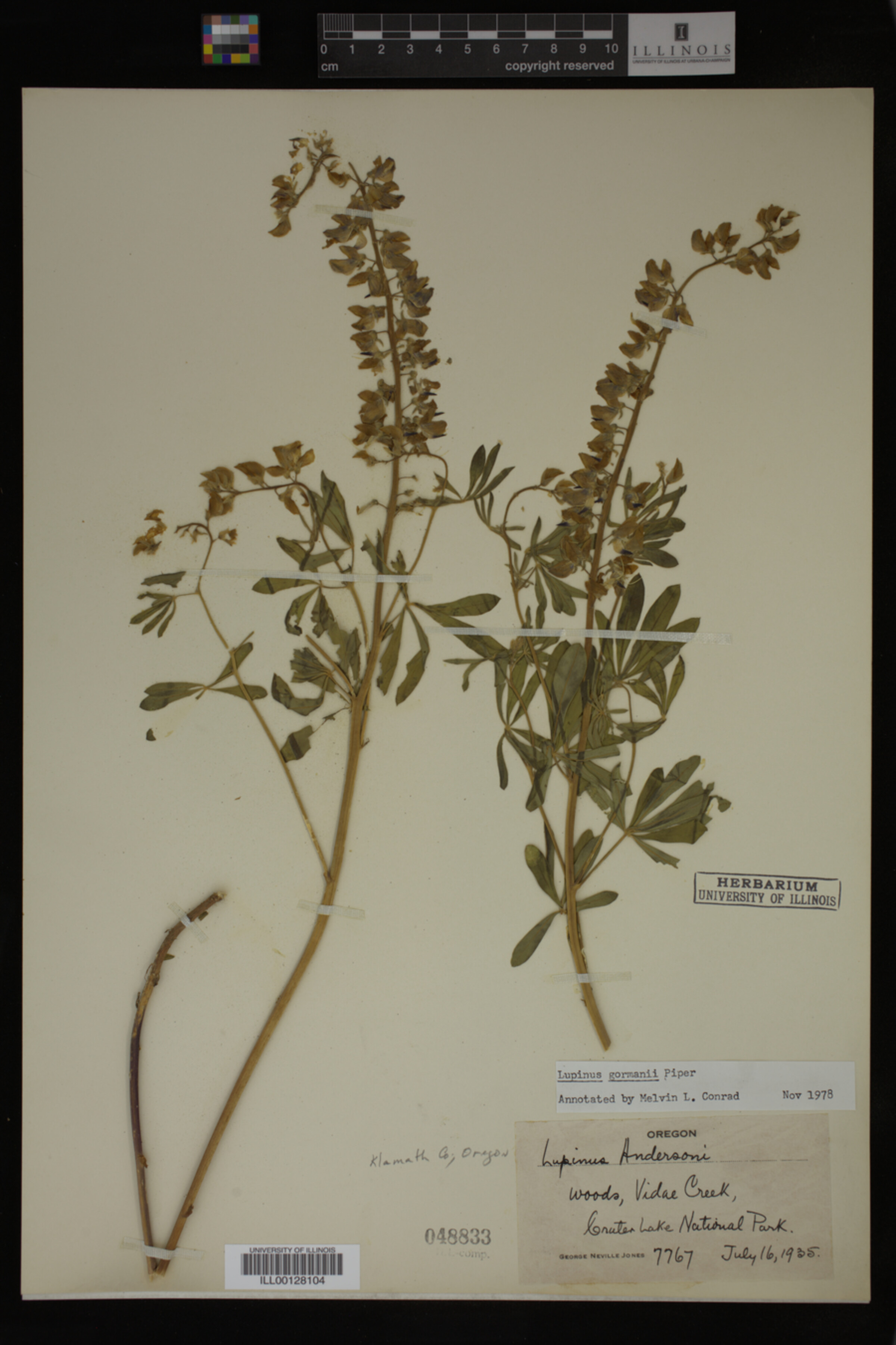 Lupinus gormanii image