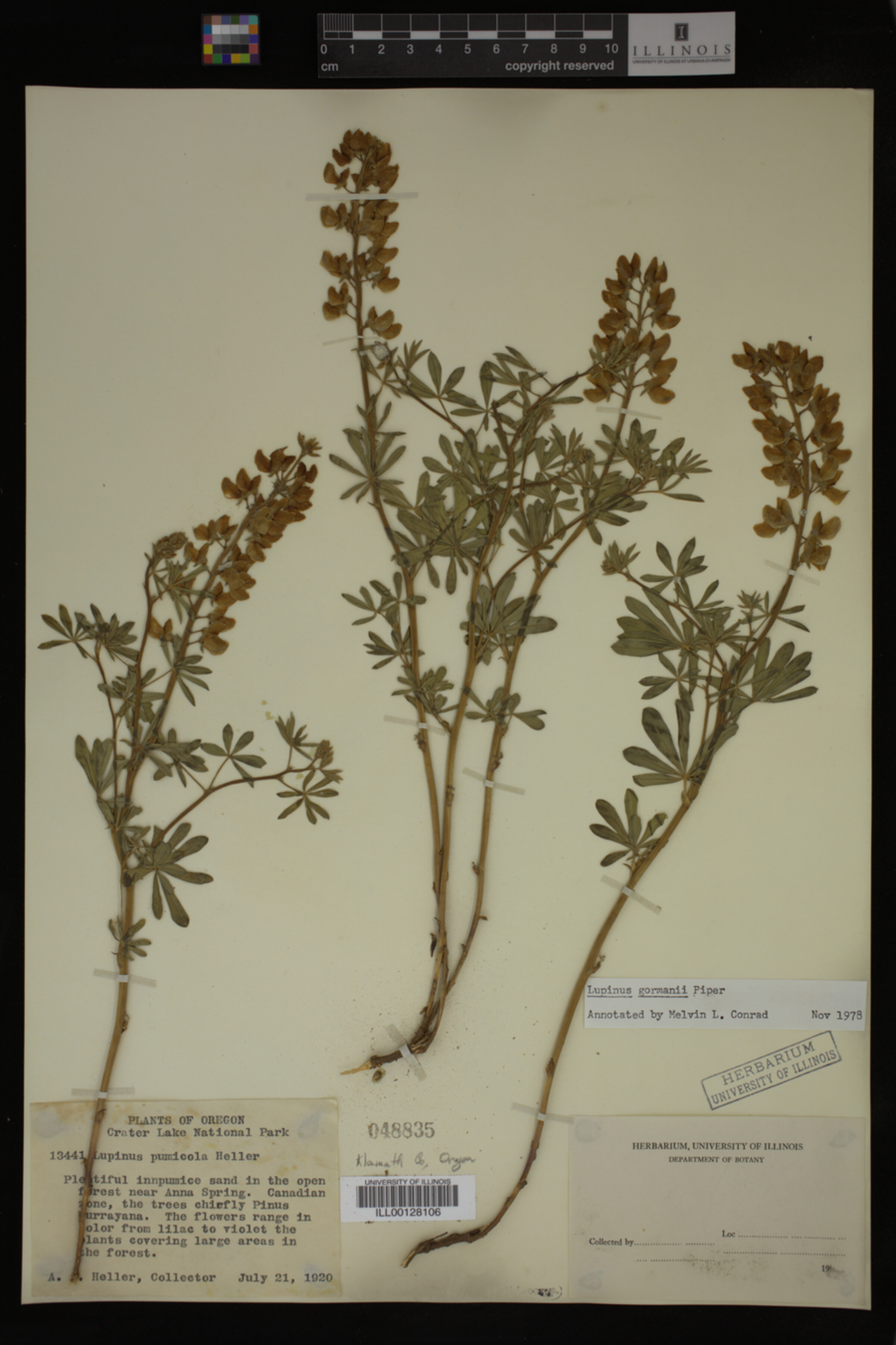 Lupinus gormanii image
