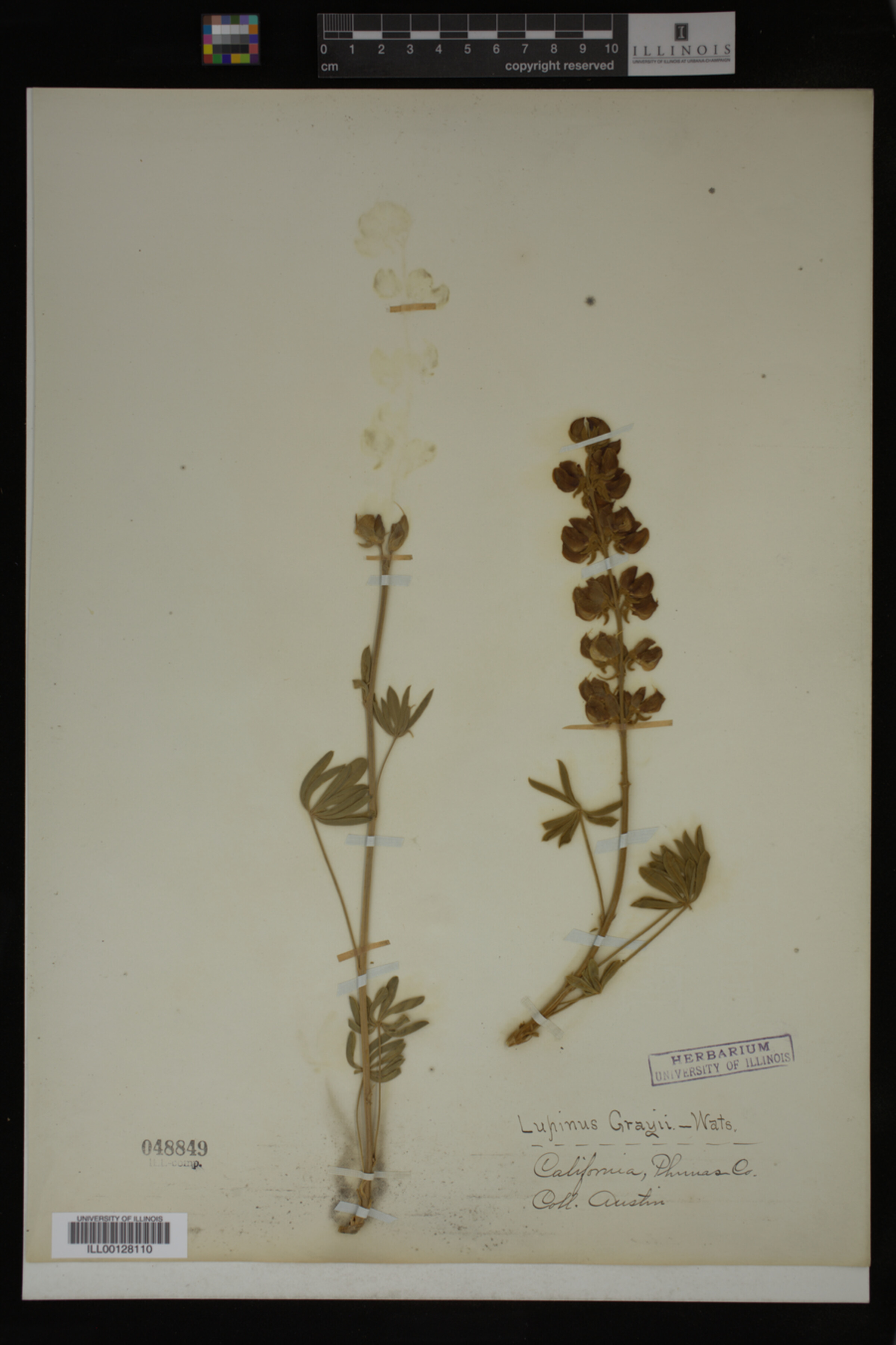 Lupinus grayi image