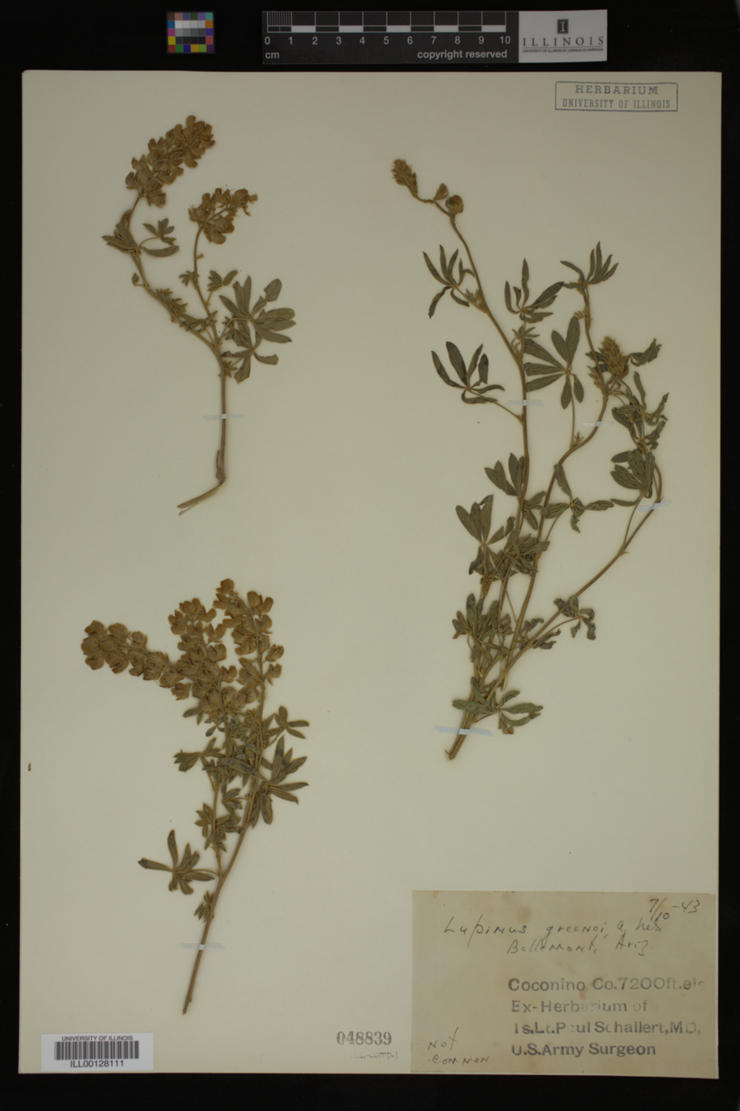 Lupinus greenei image