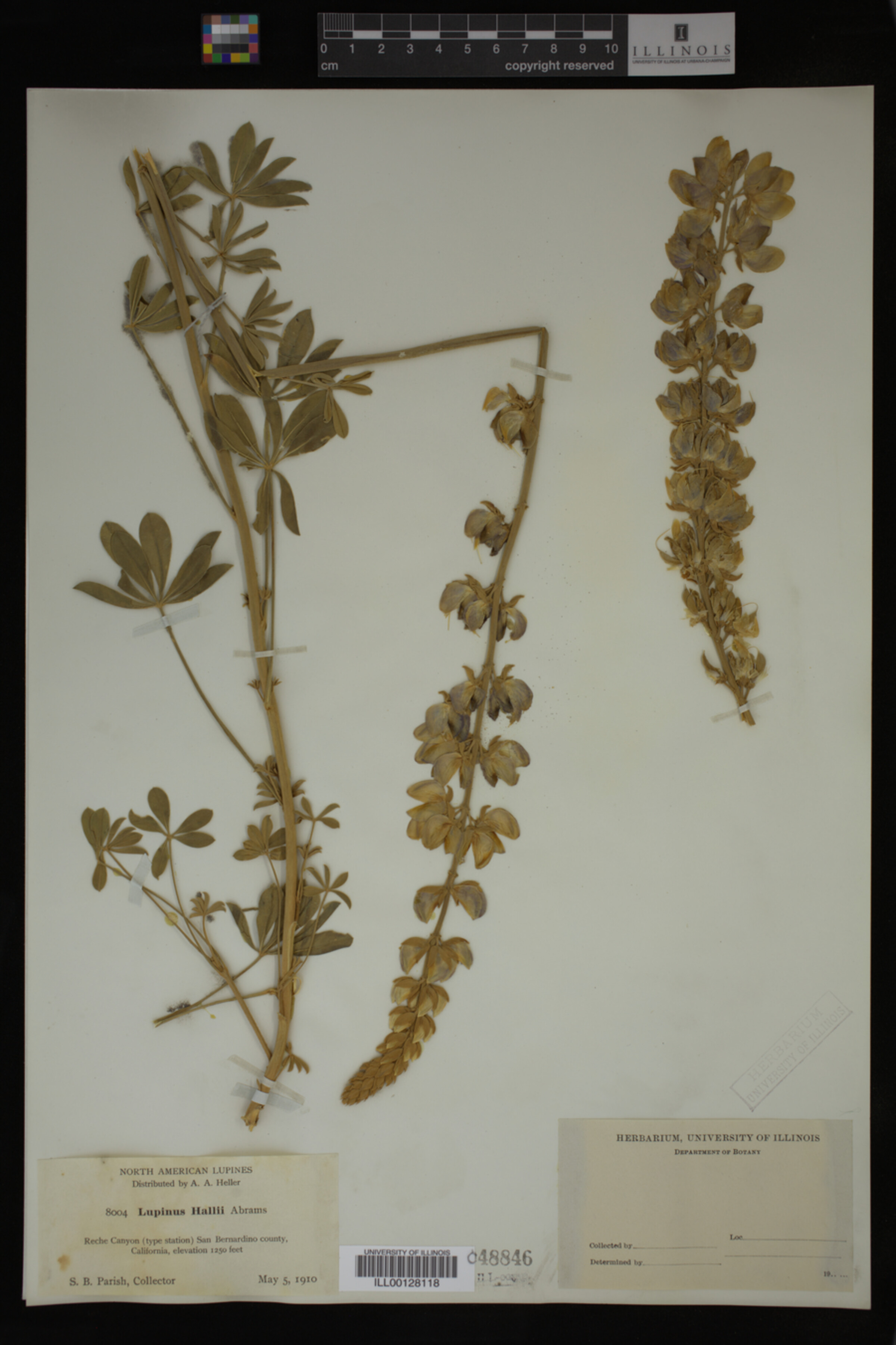 Lupinus hallii image