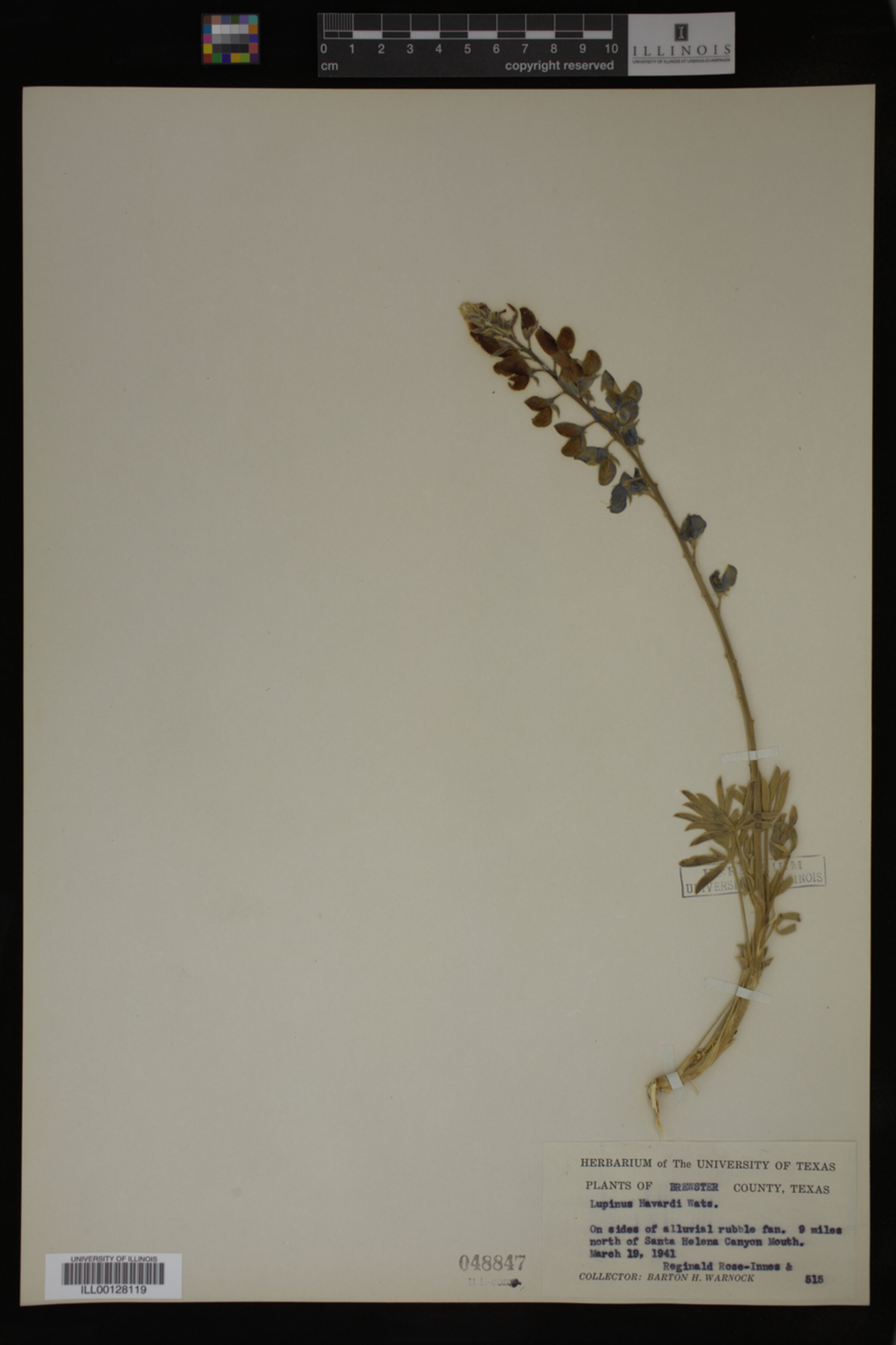 Lupinus havardii image