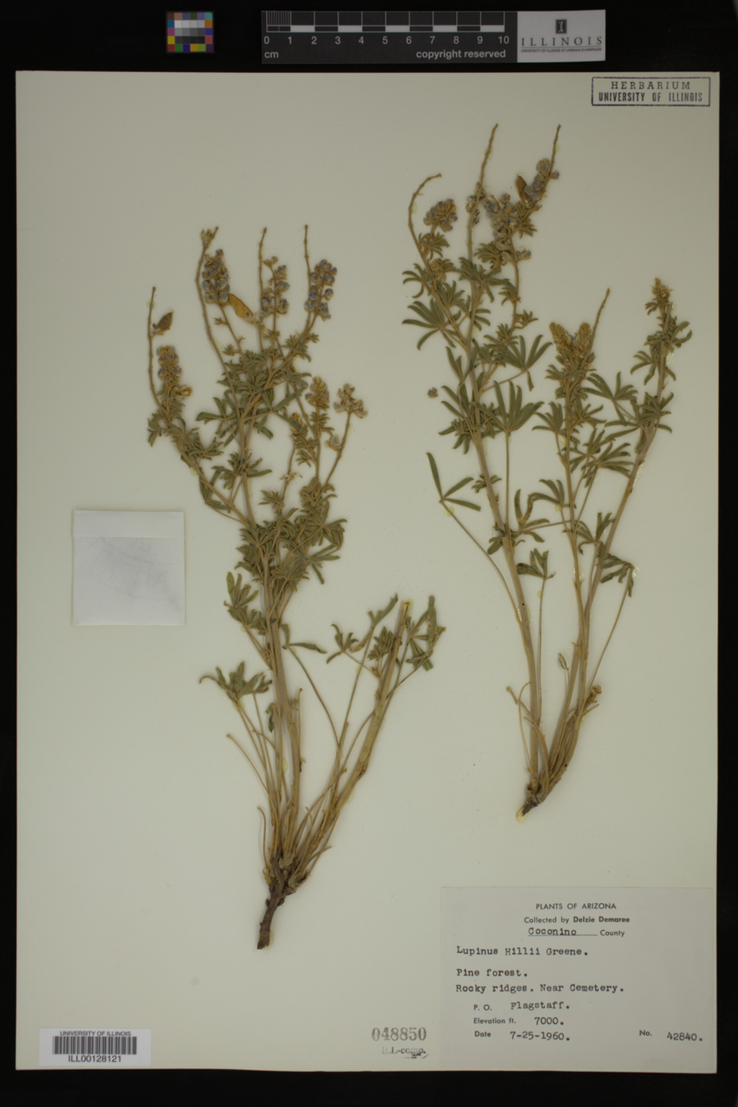 Lupinus hillii image