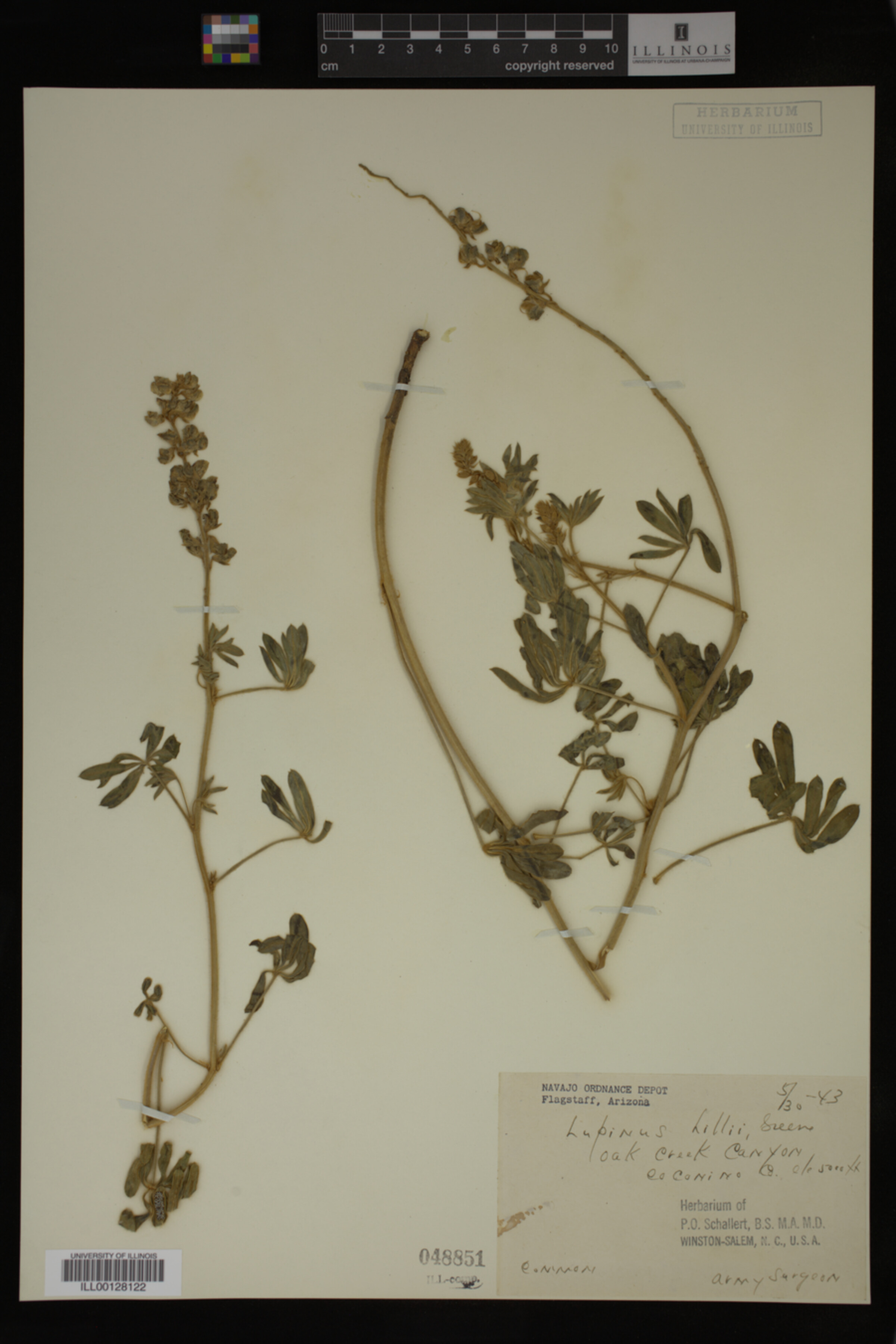 Lupinus hillii image