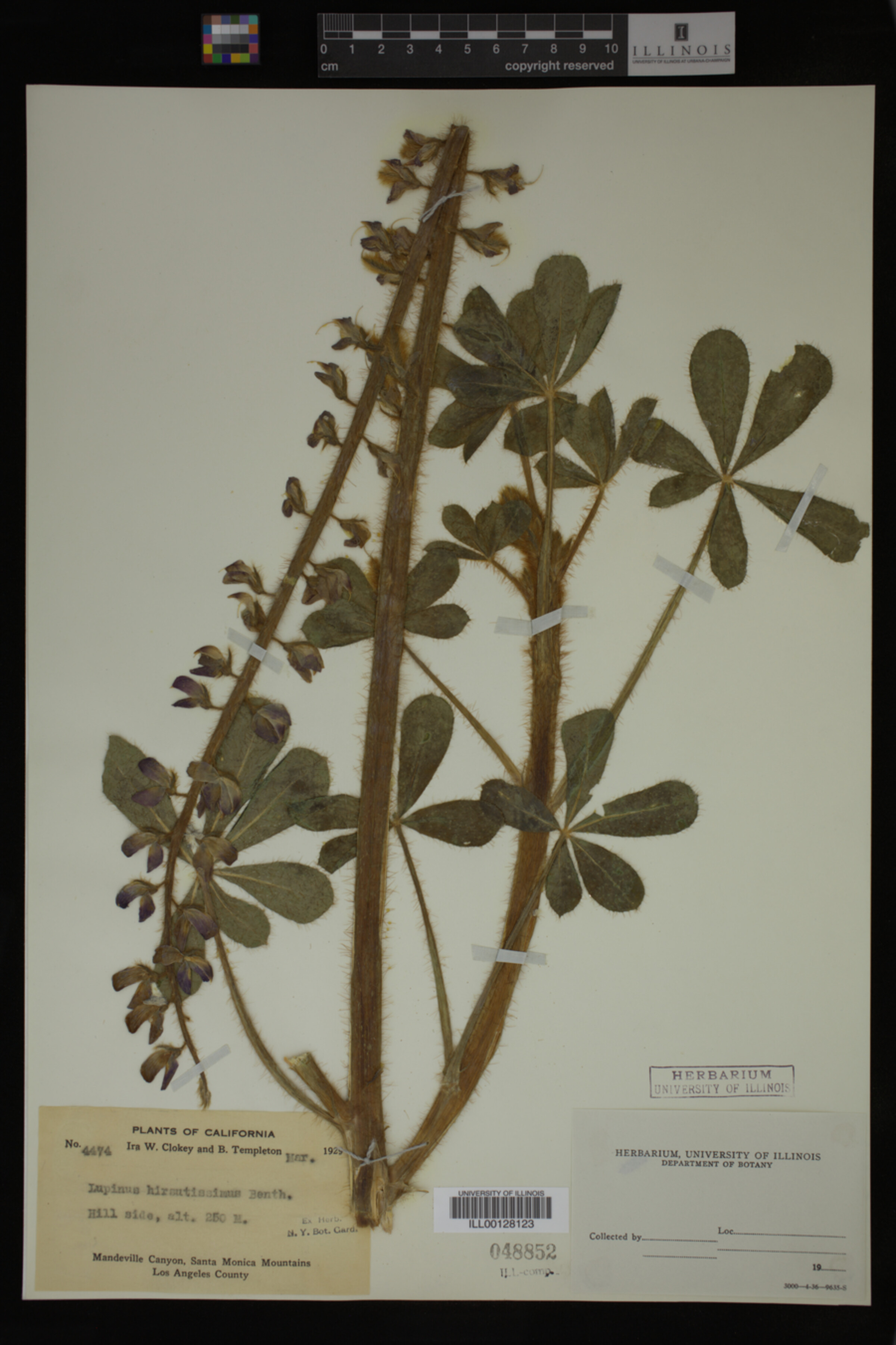 Lupinus hirsutissimus image