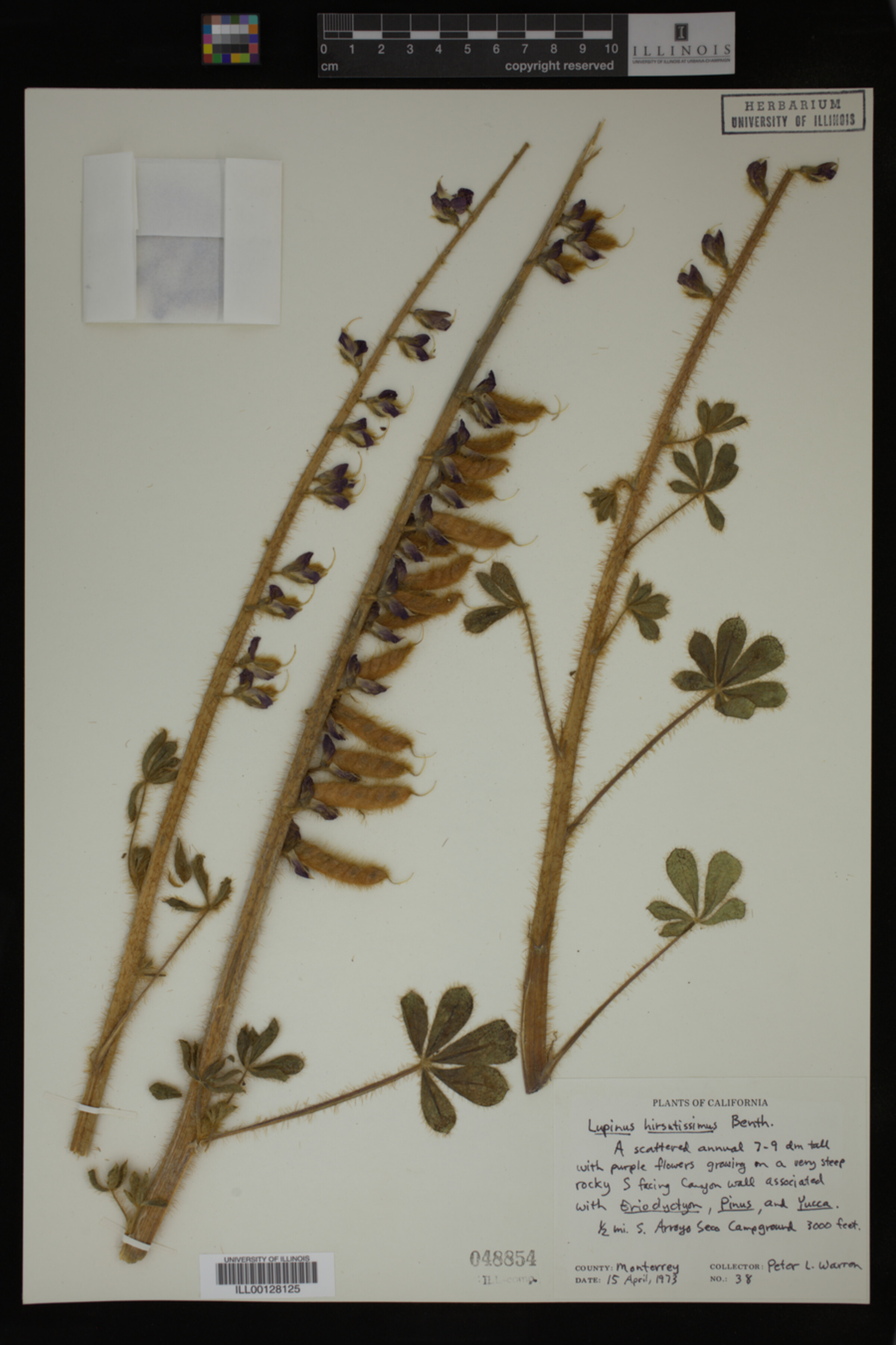Lupinus hirsutissimus image