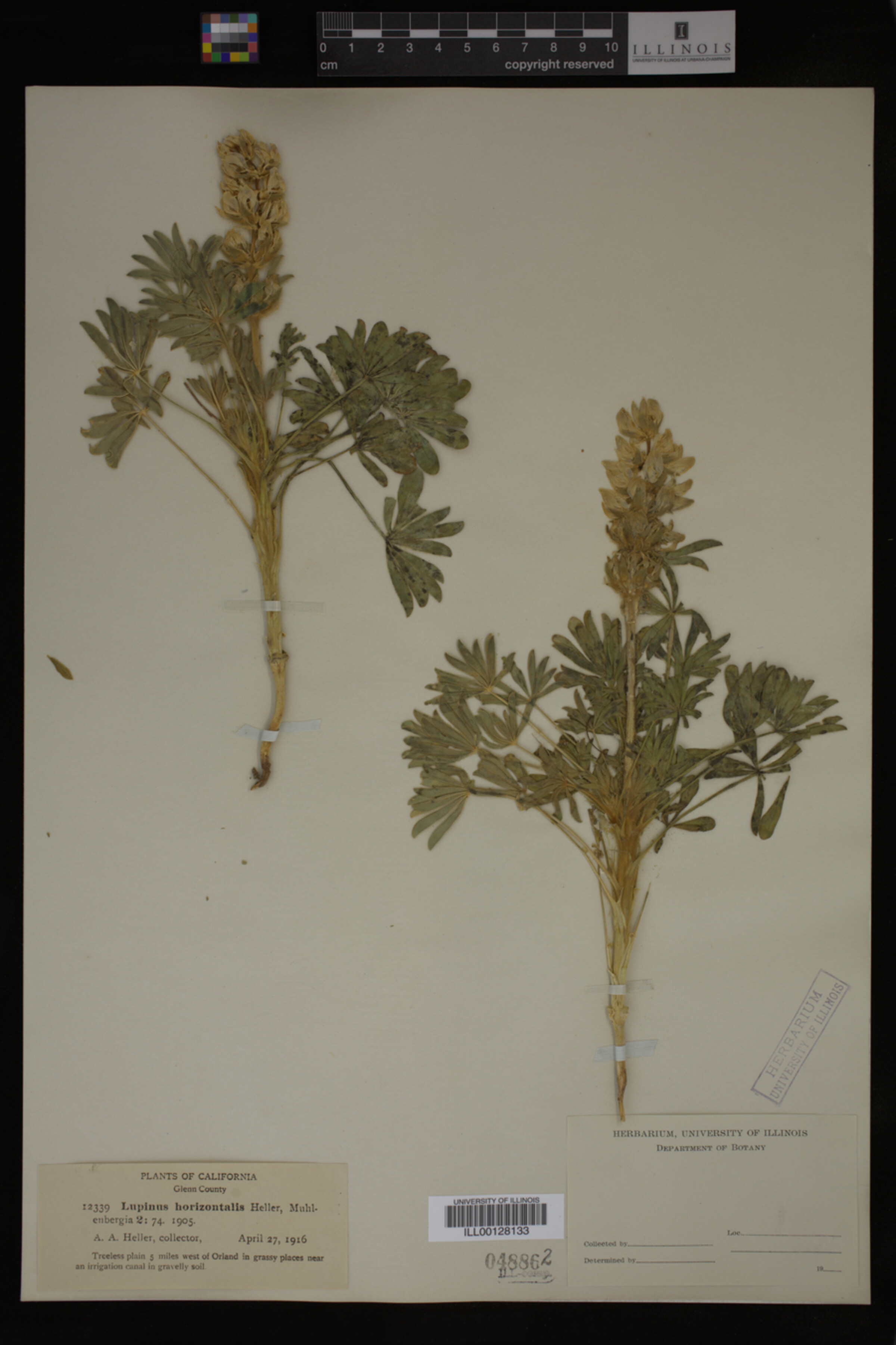 Lupinus horizontalis image