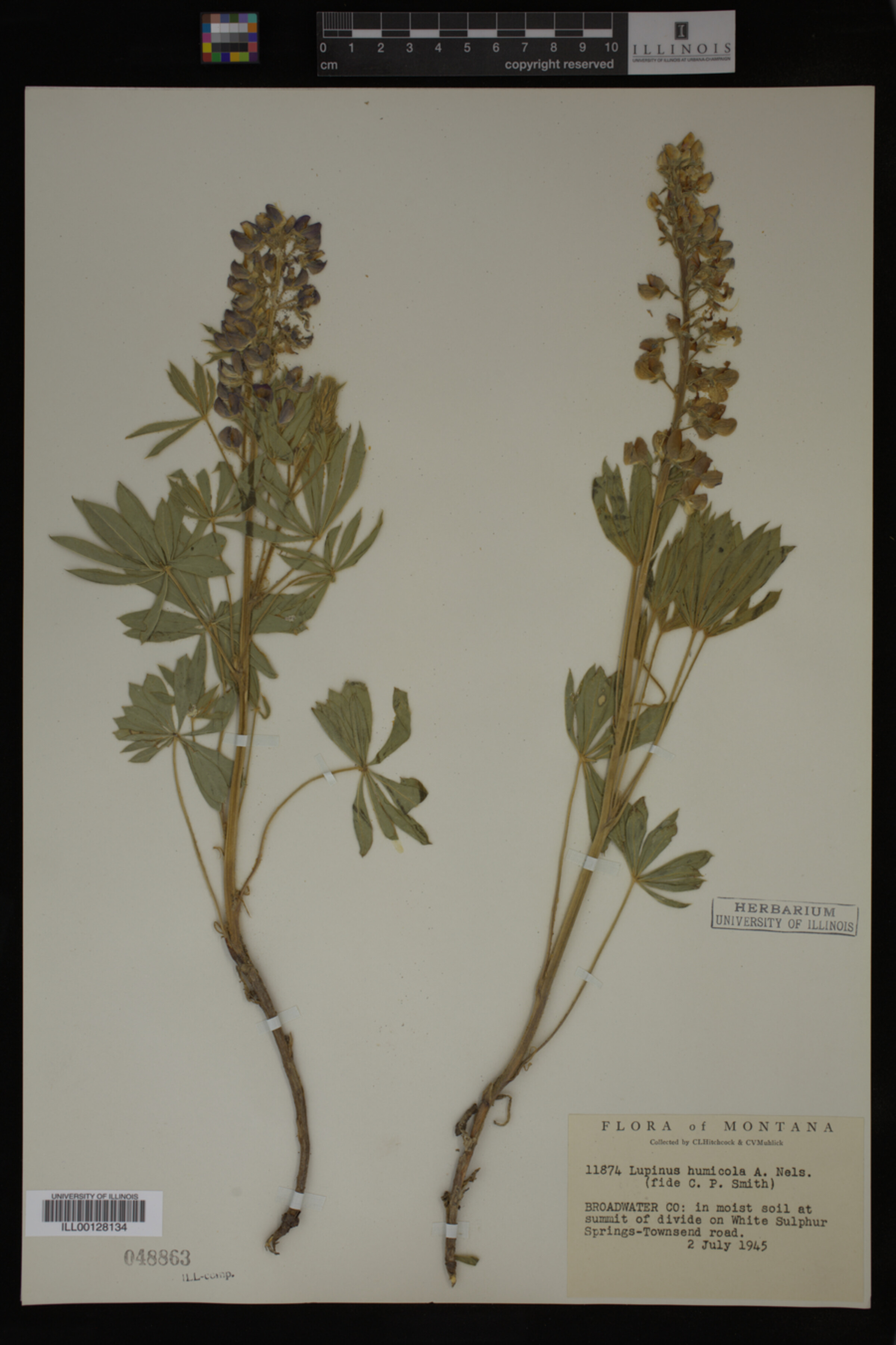 Lupinus humicola image