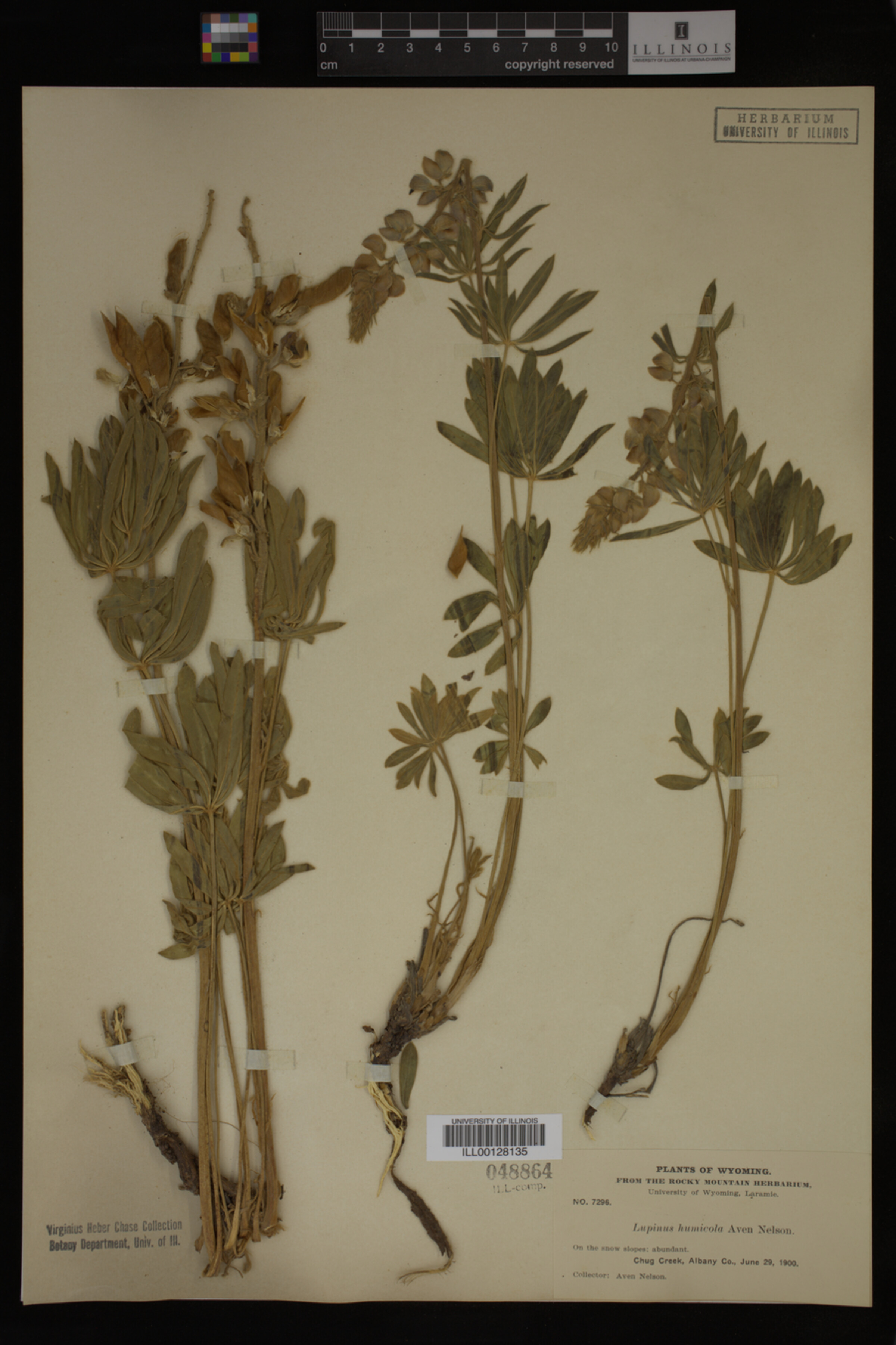 Lupinus humicola image