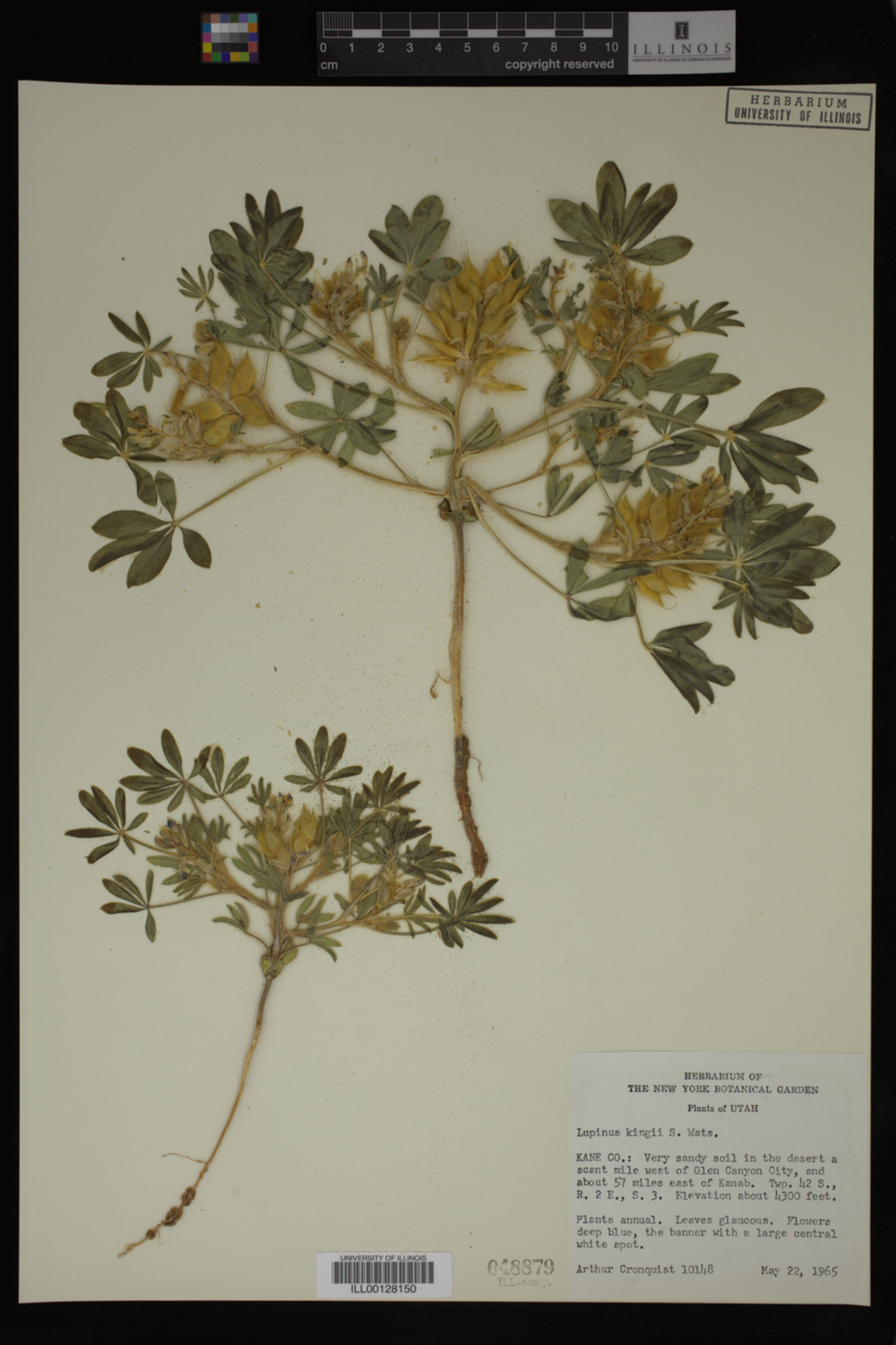 Lupinus kingii image