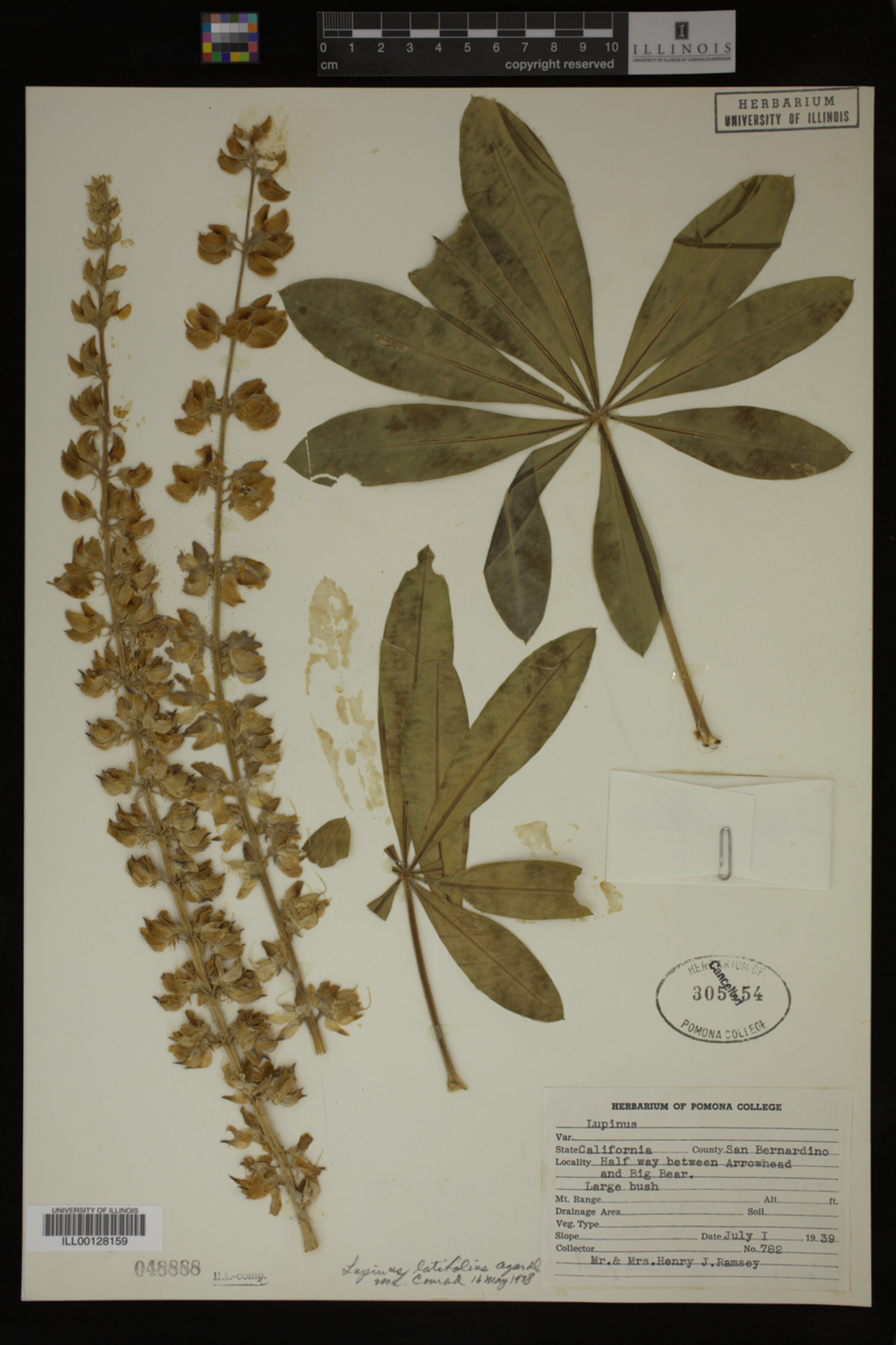 Lupinus latifolius image