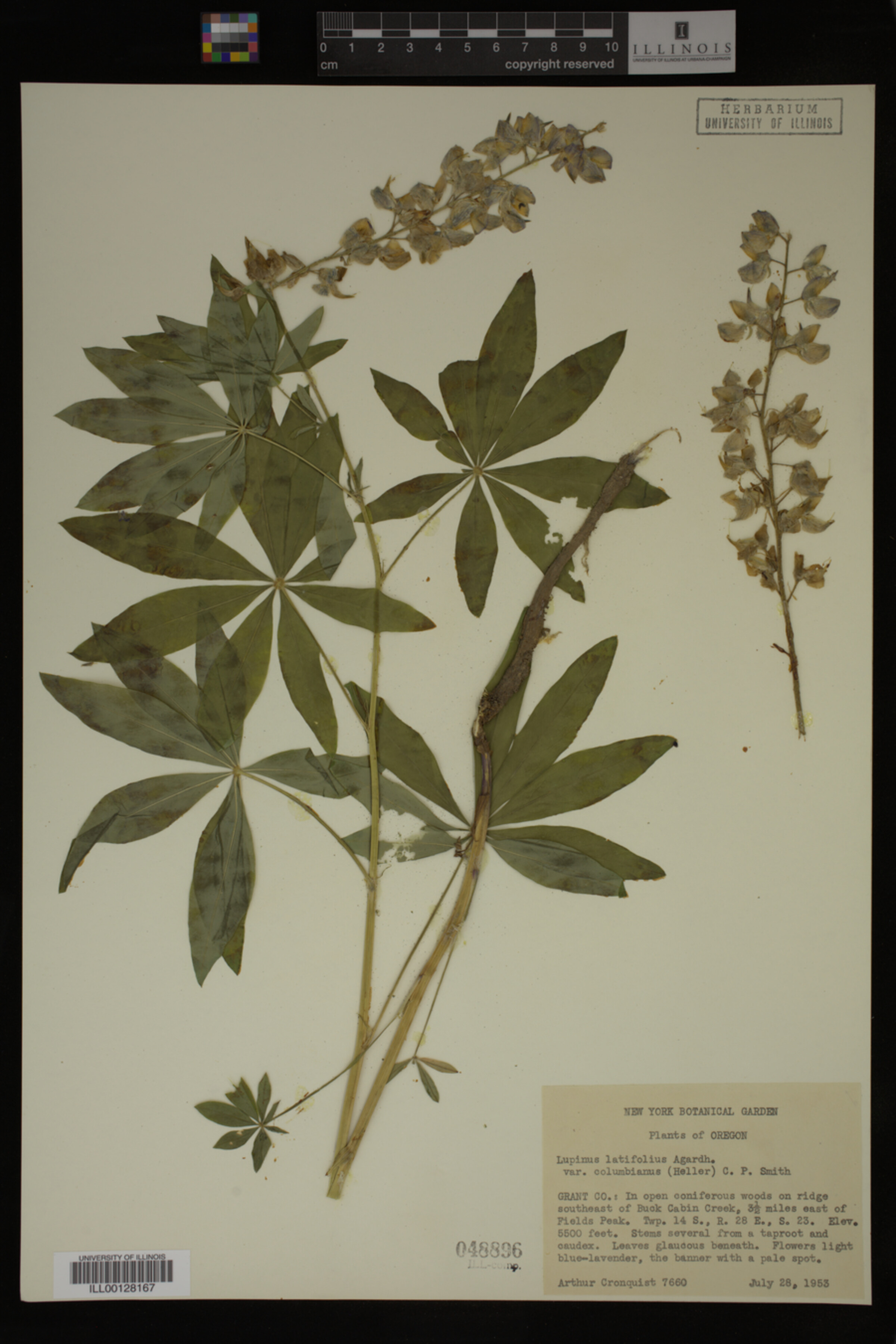 Lupinus latifolius ssp. latifolius image