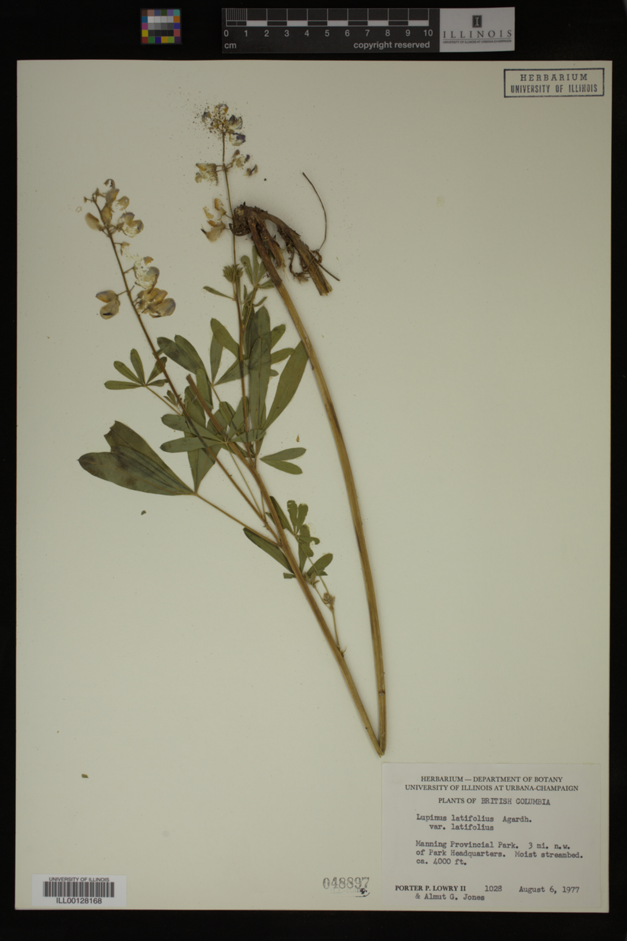 Lupinus latifolius image