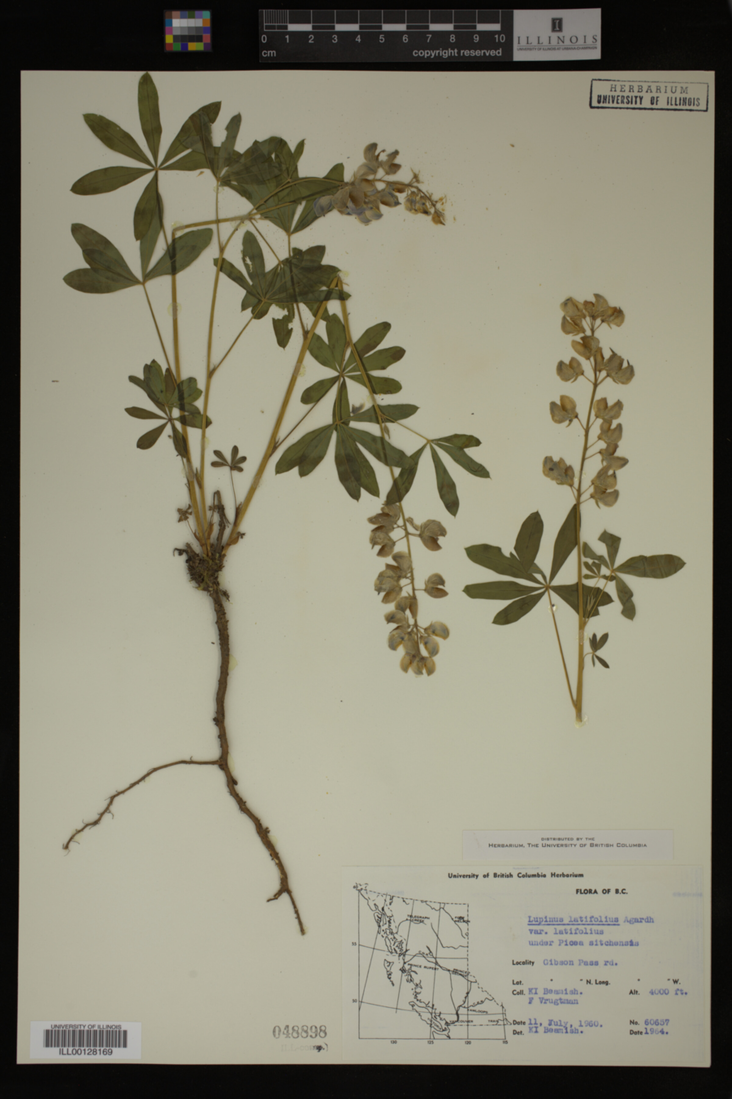 Lupinus latifolius var. latifolius image