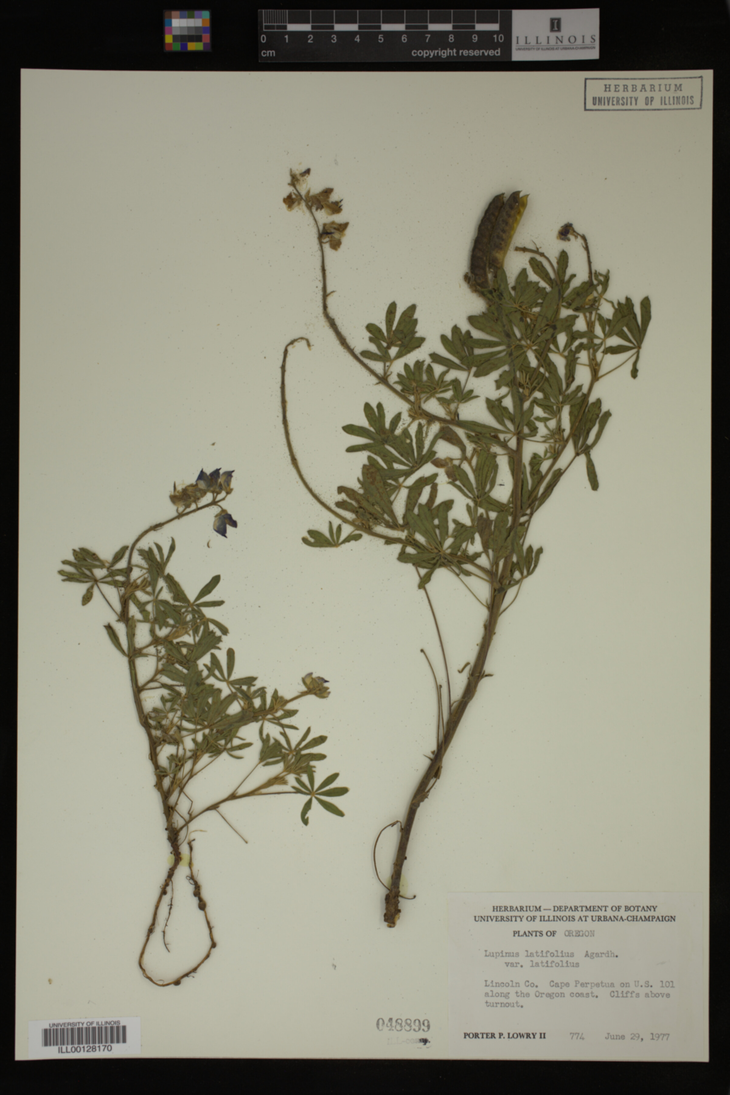 Lupinus latifolius image