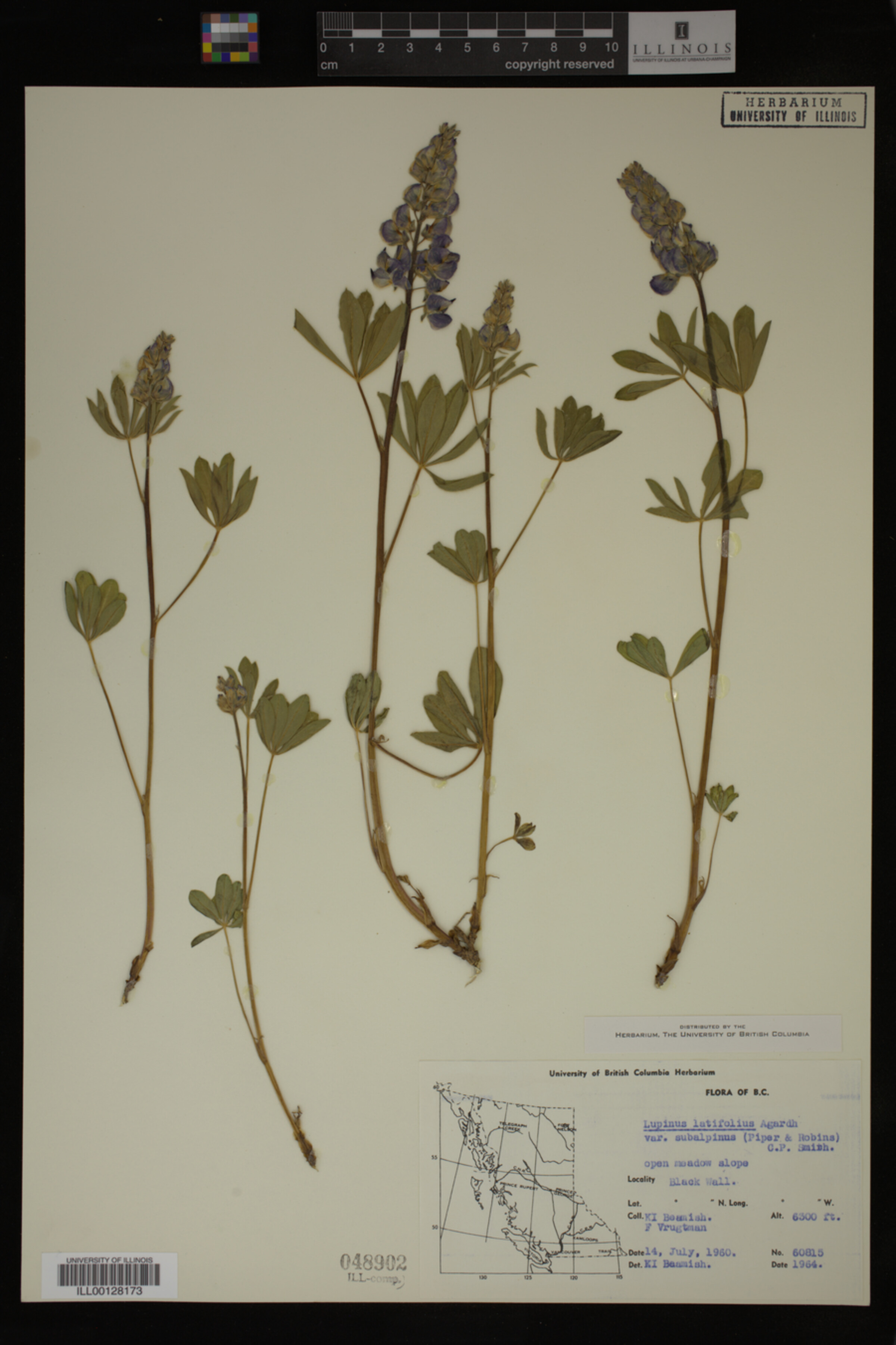 Lupinus arcticus ssp. subalpinus image