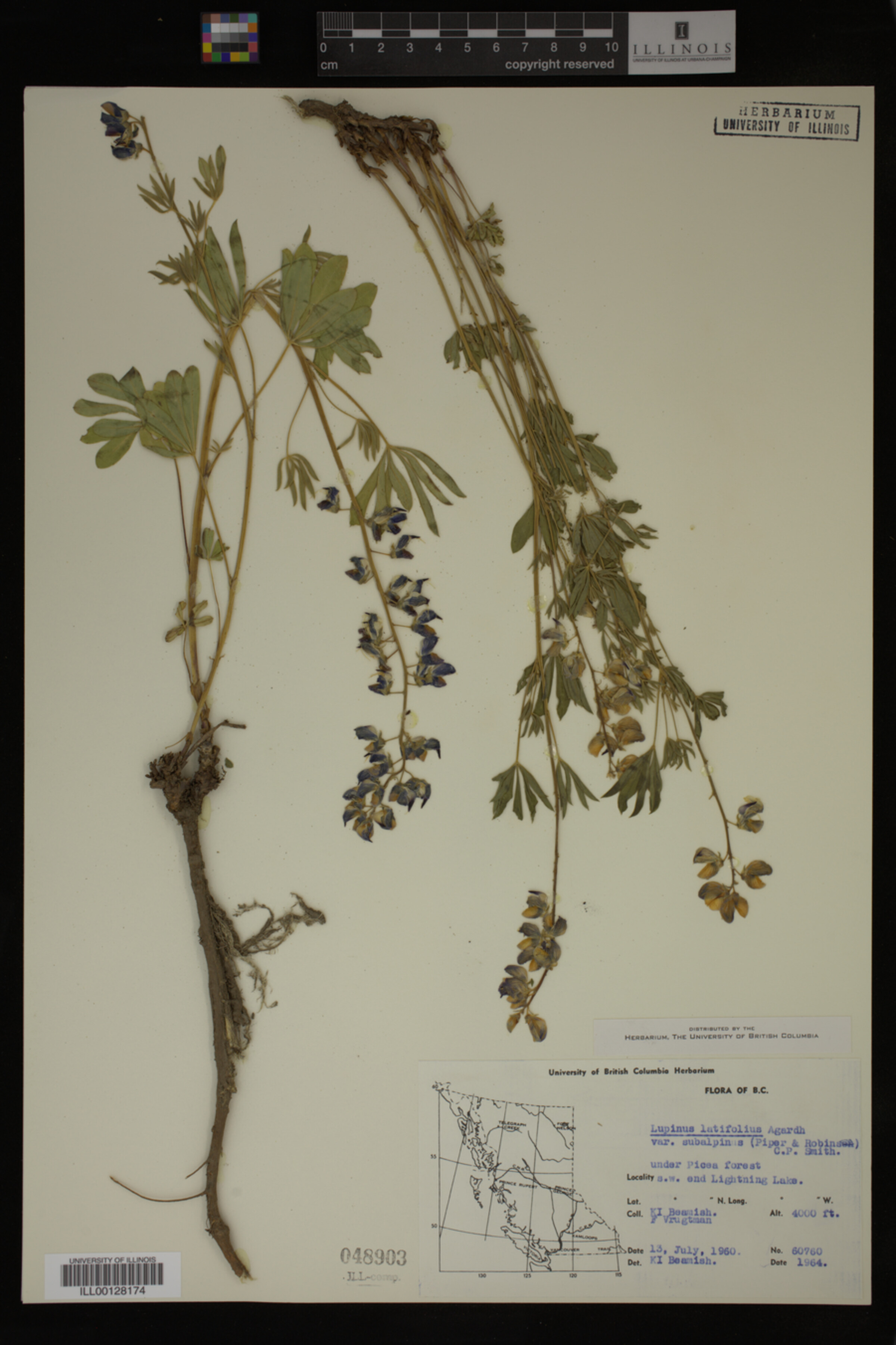 Lupinus arcticus ssp. subalpinus image
