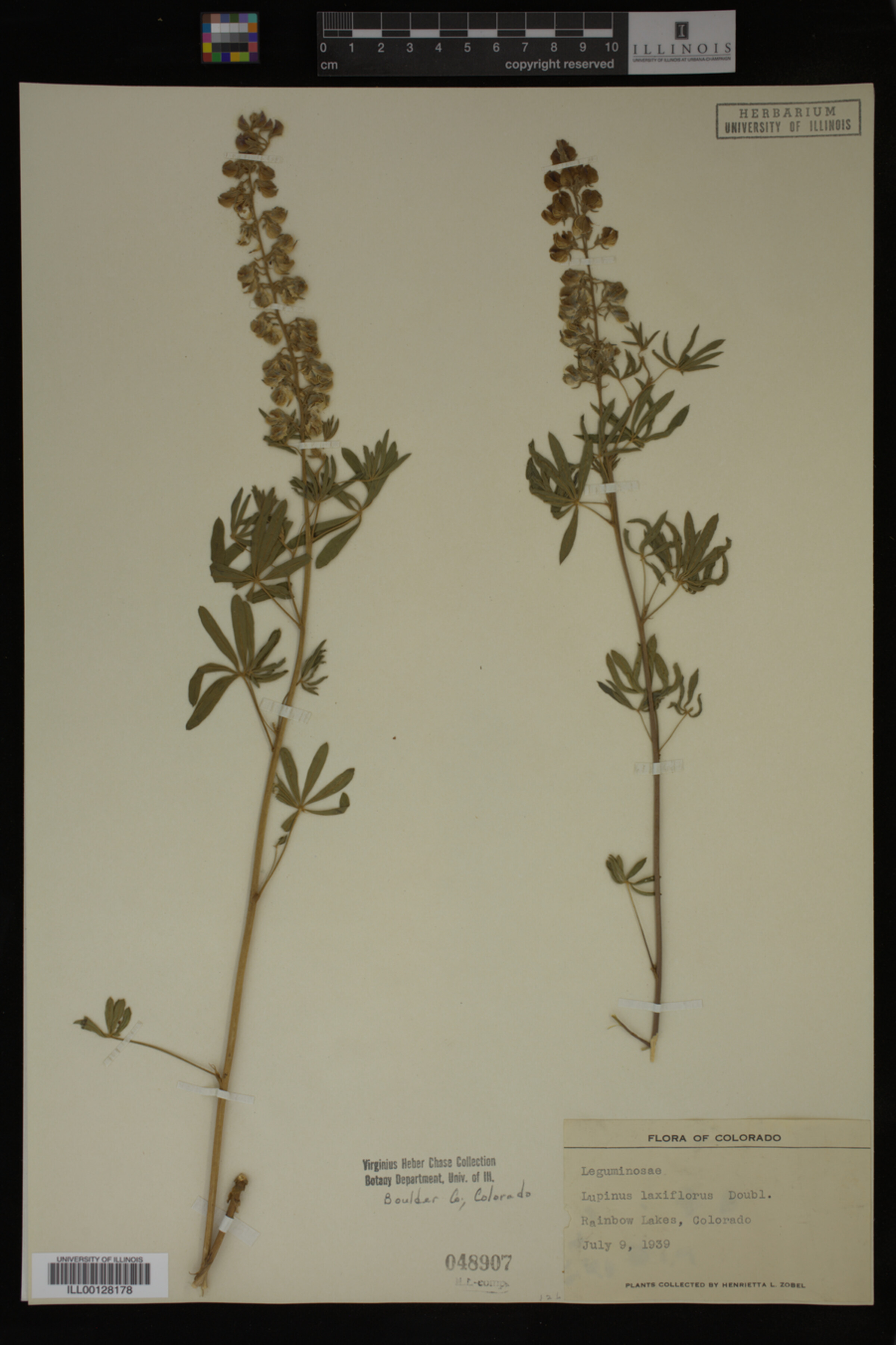 Lupinus laxiflorus image