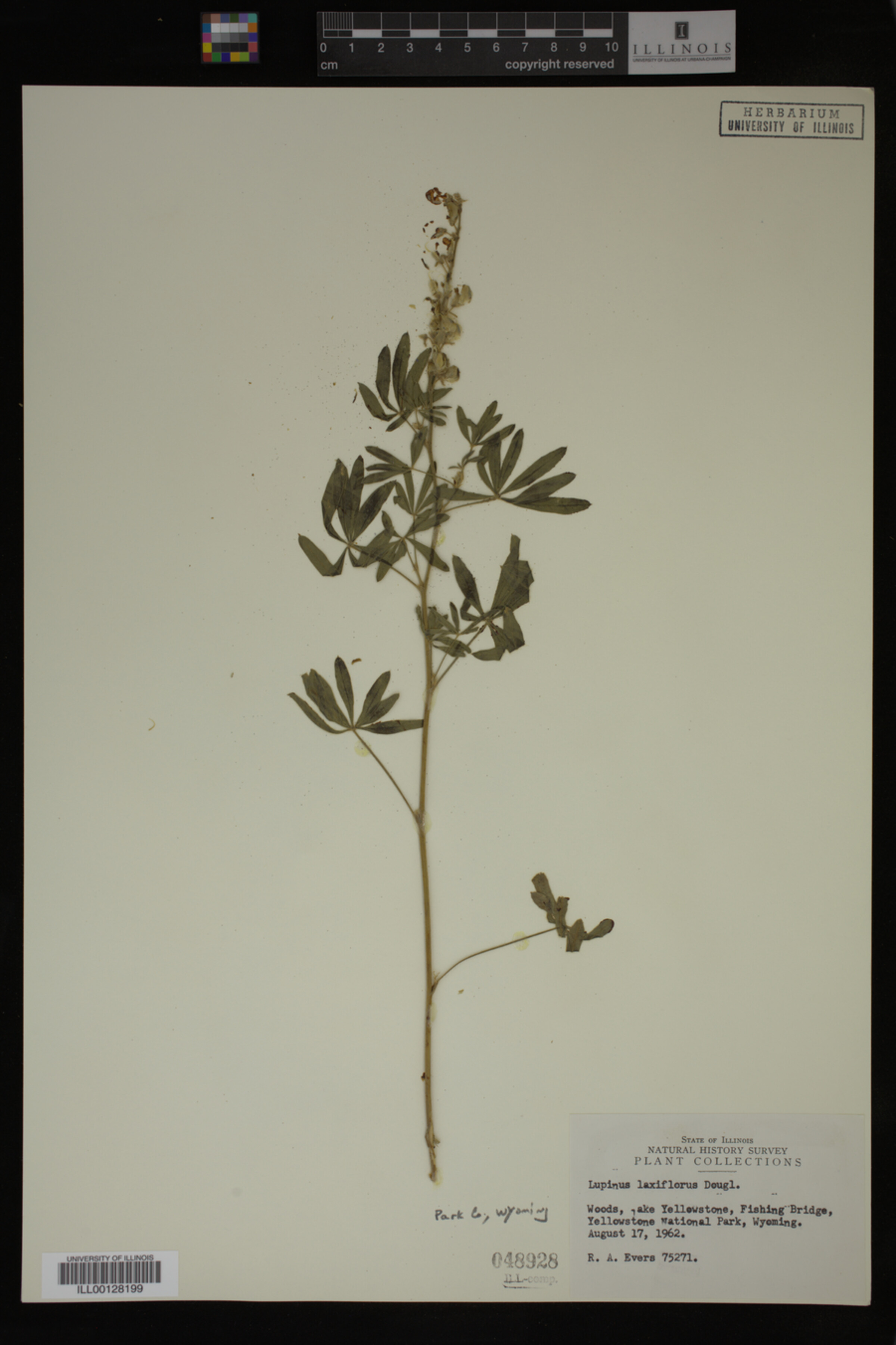 Lupinus laxiflorus image