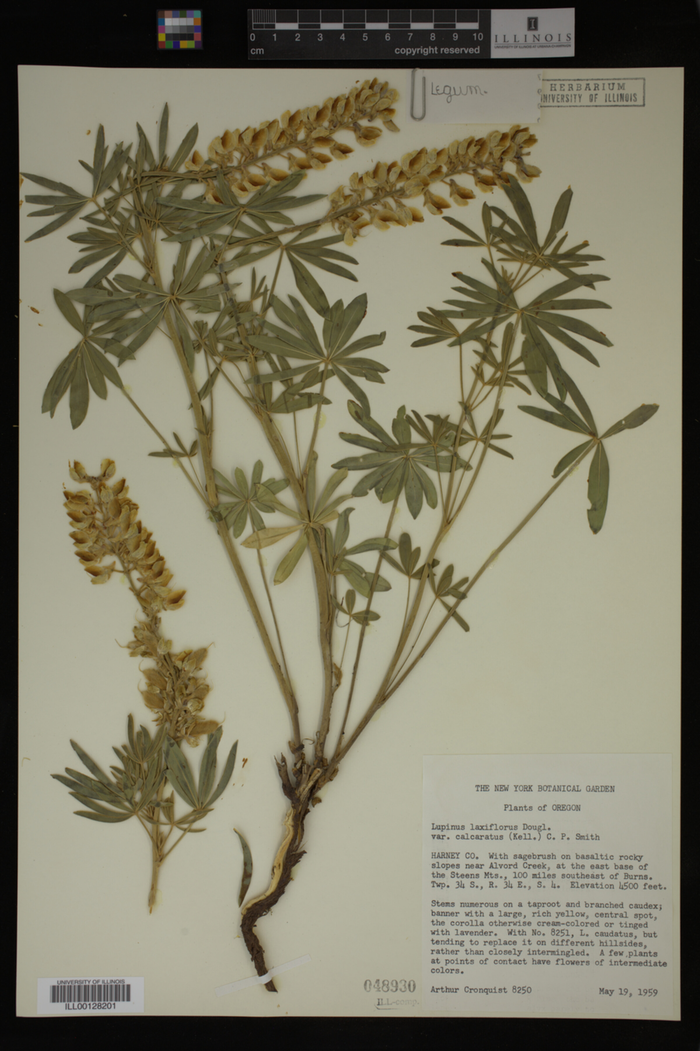 Lupinus arbustus ssp. calcaratus image