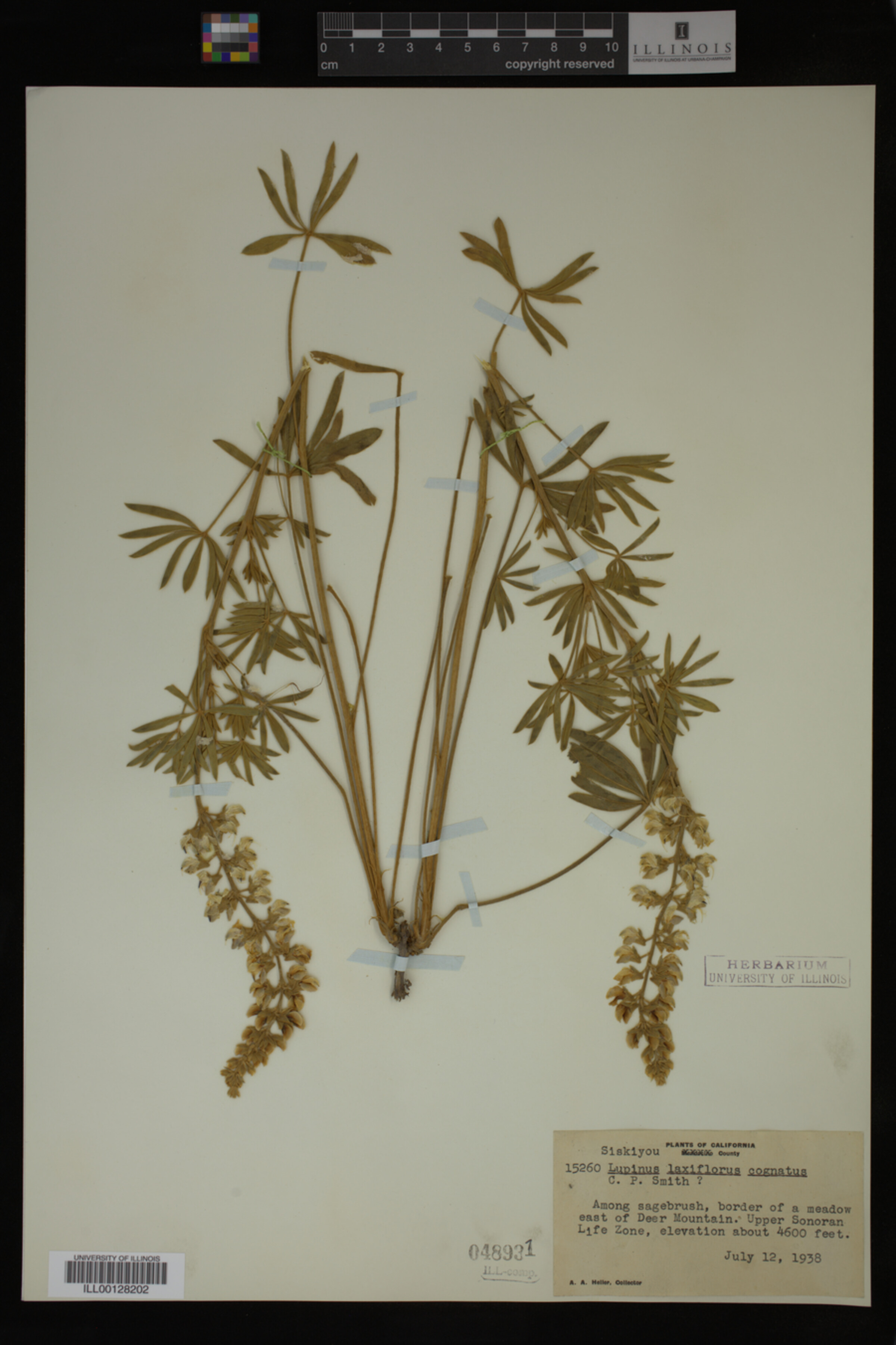 Lupinus laxiflorus var. cognatus image
