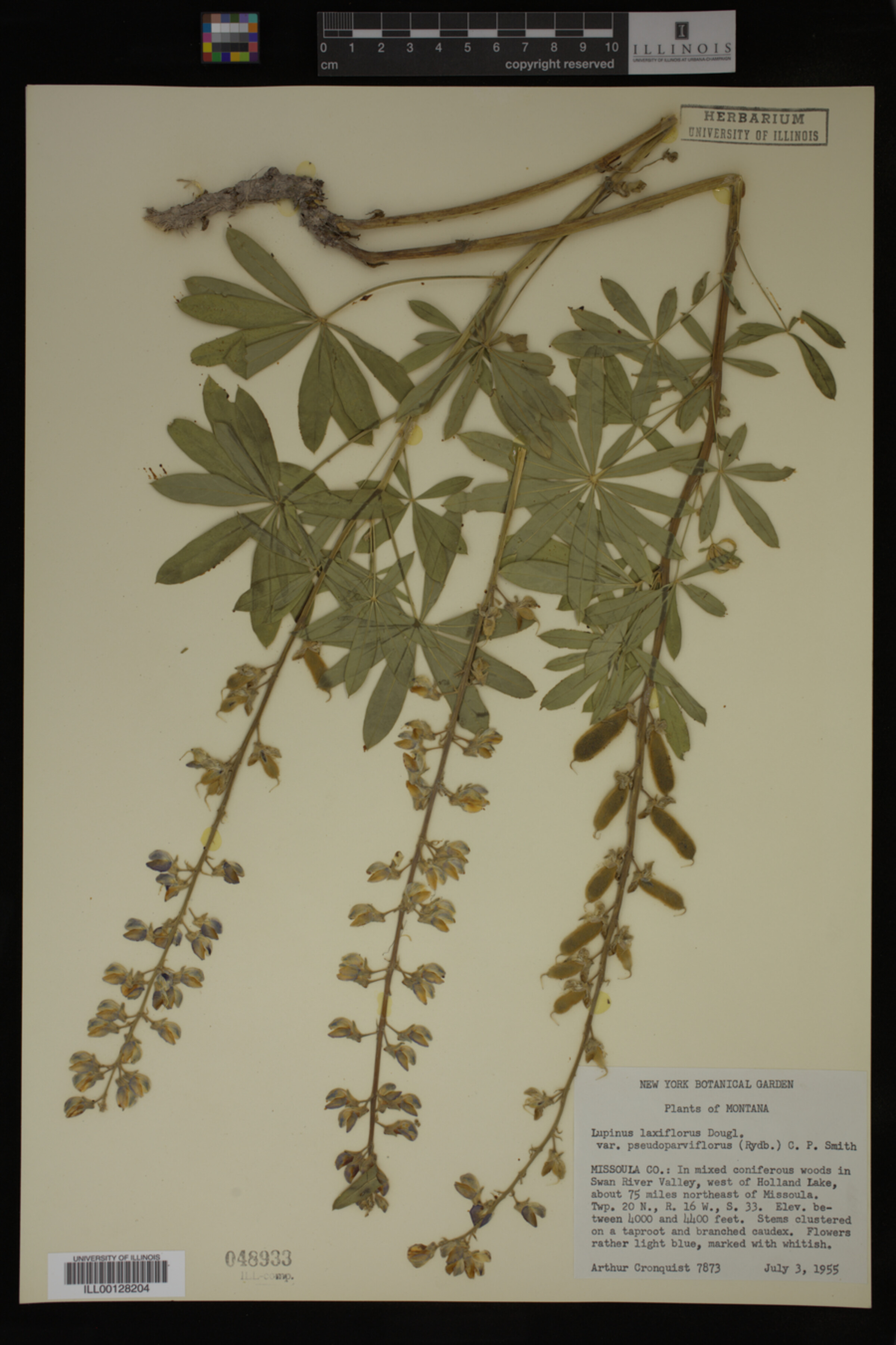 Lupinus arbustus ssp. pseudoparviflorus image