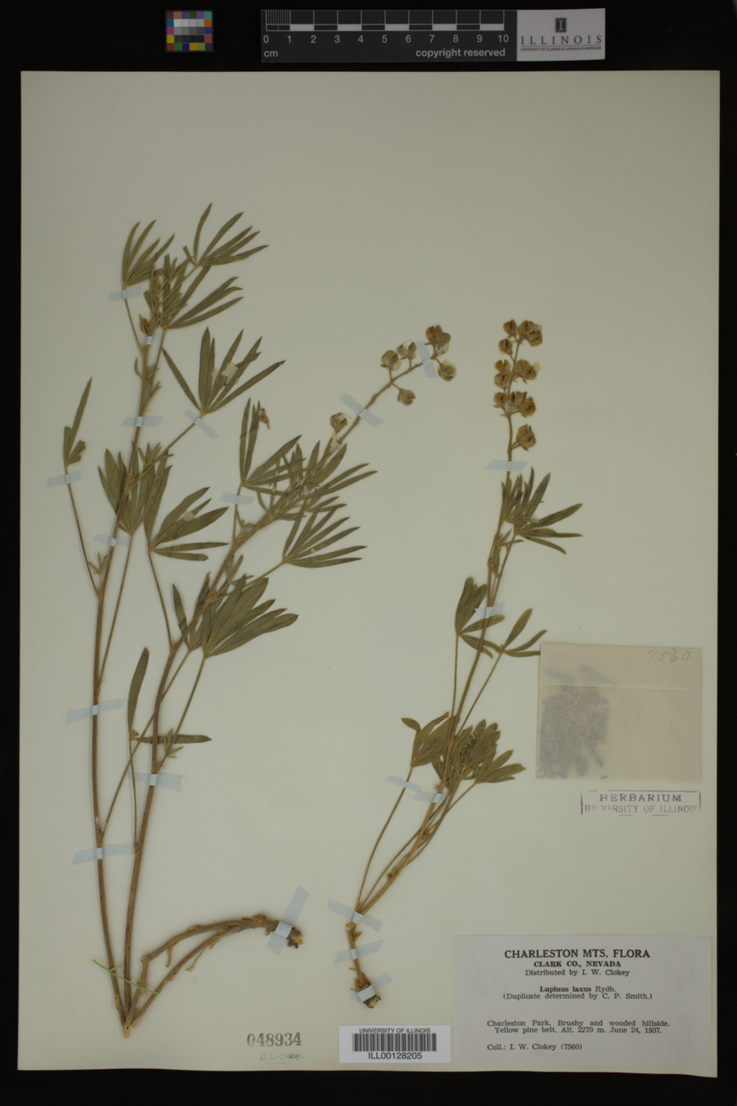 Lupinus X alpestris image
