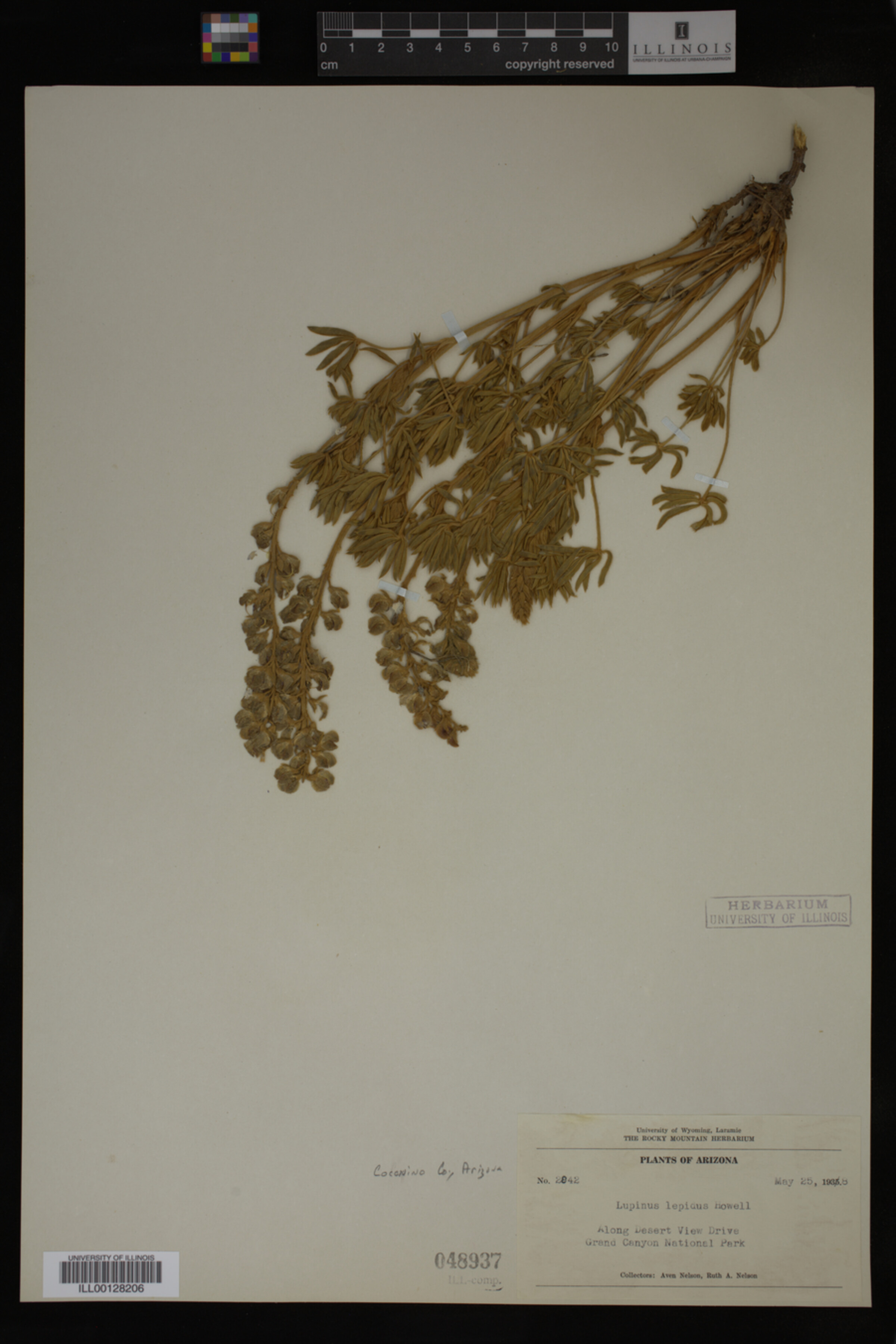 Lupinus lepidus image