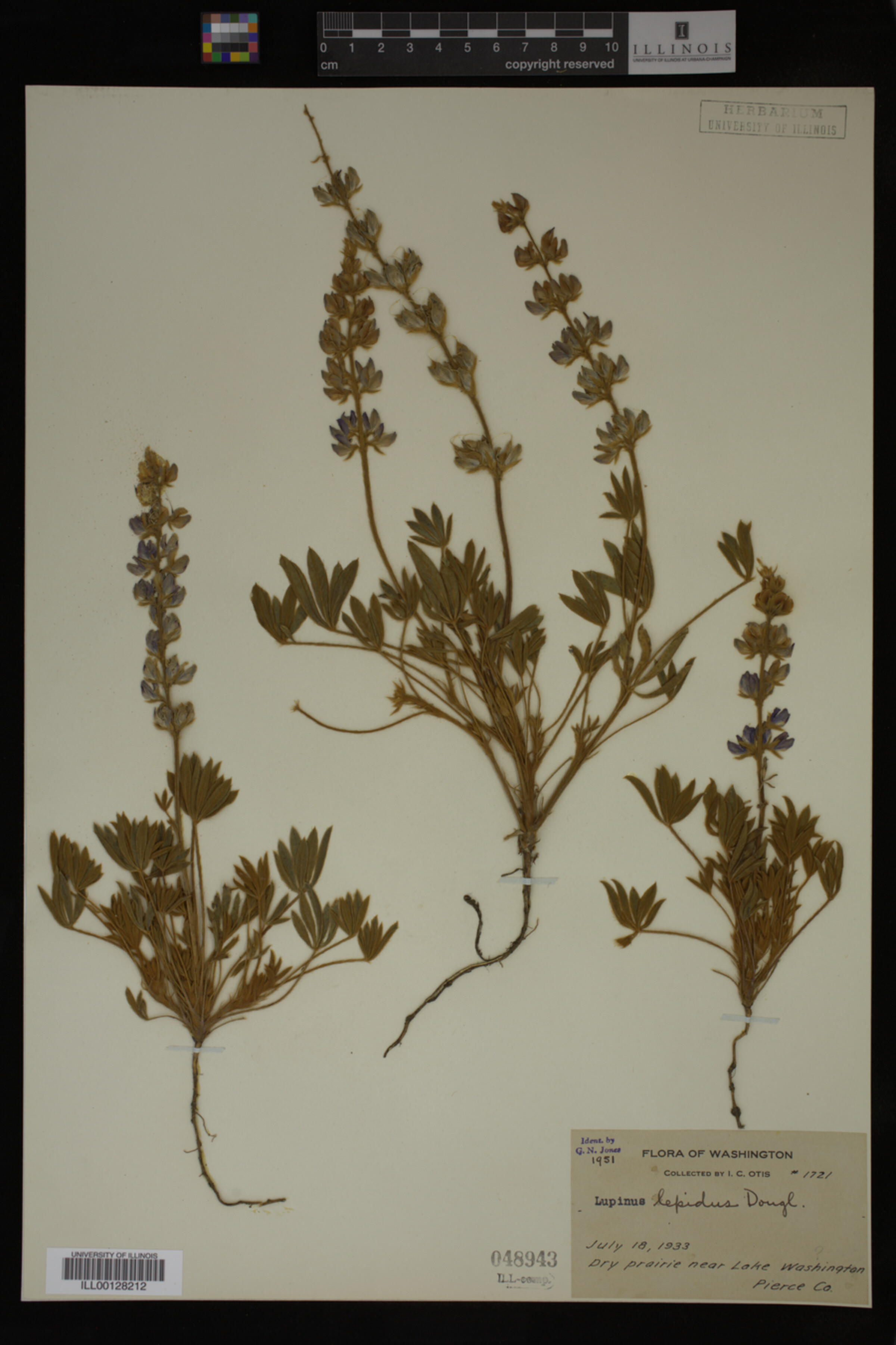 Lupinus lepidus image