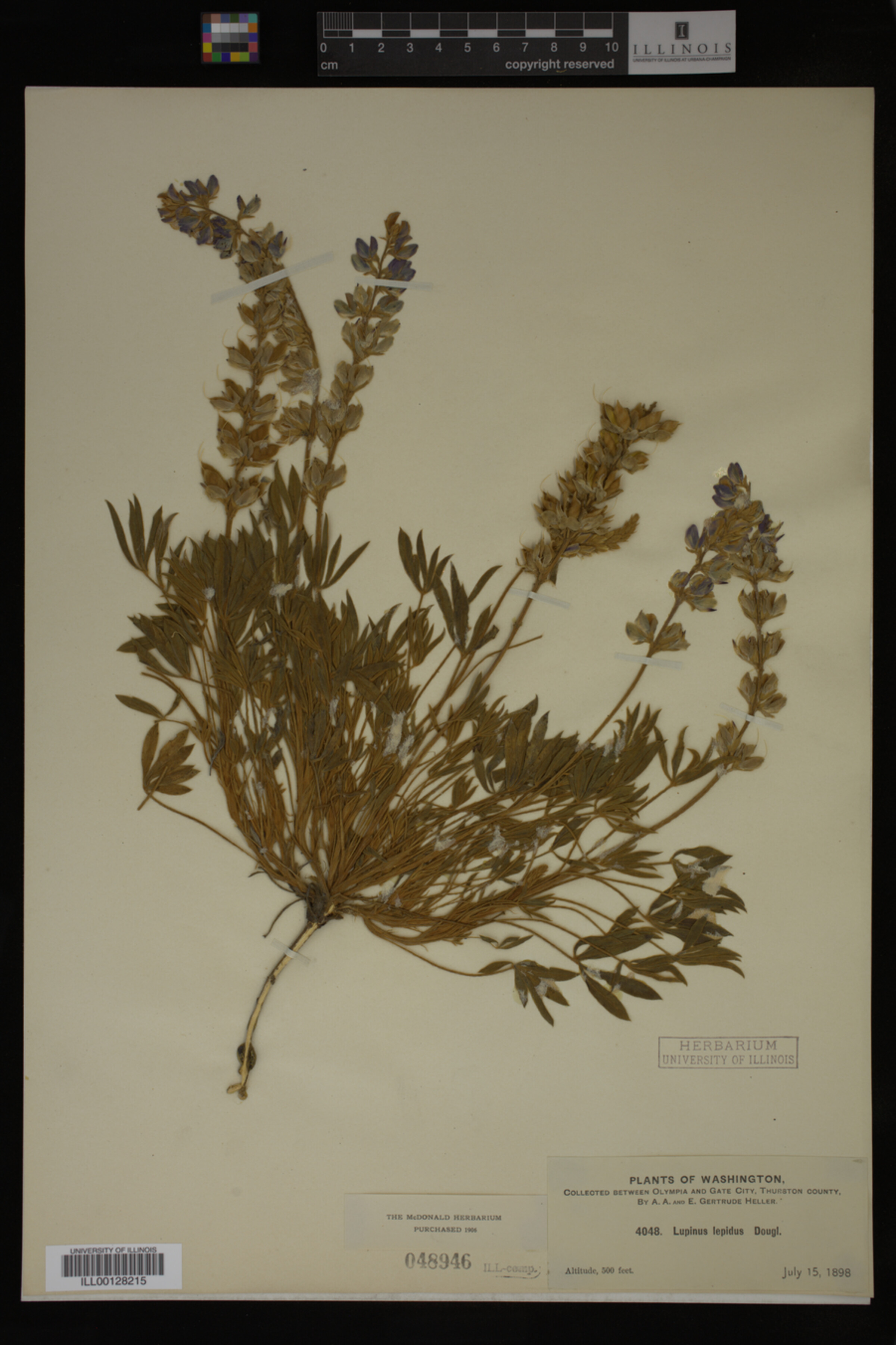 Lupinus lepidus image