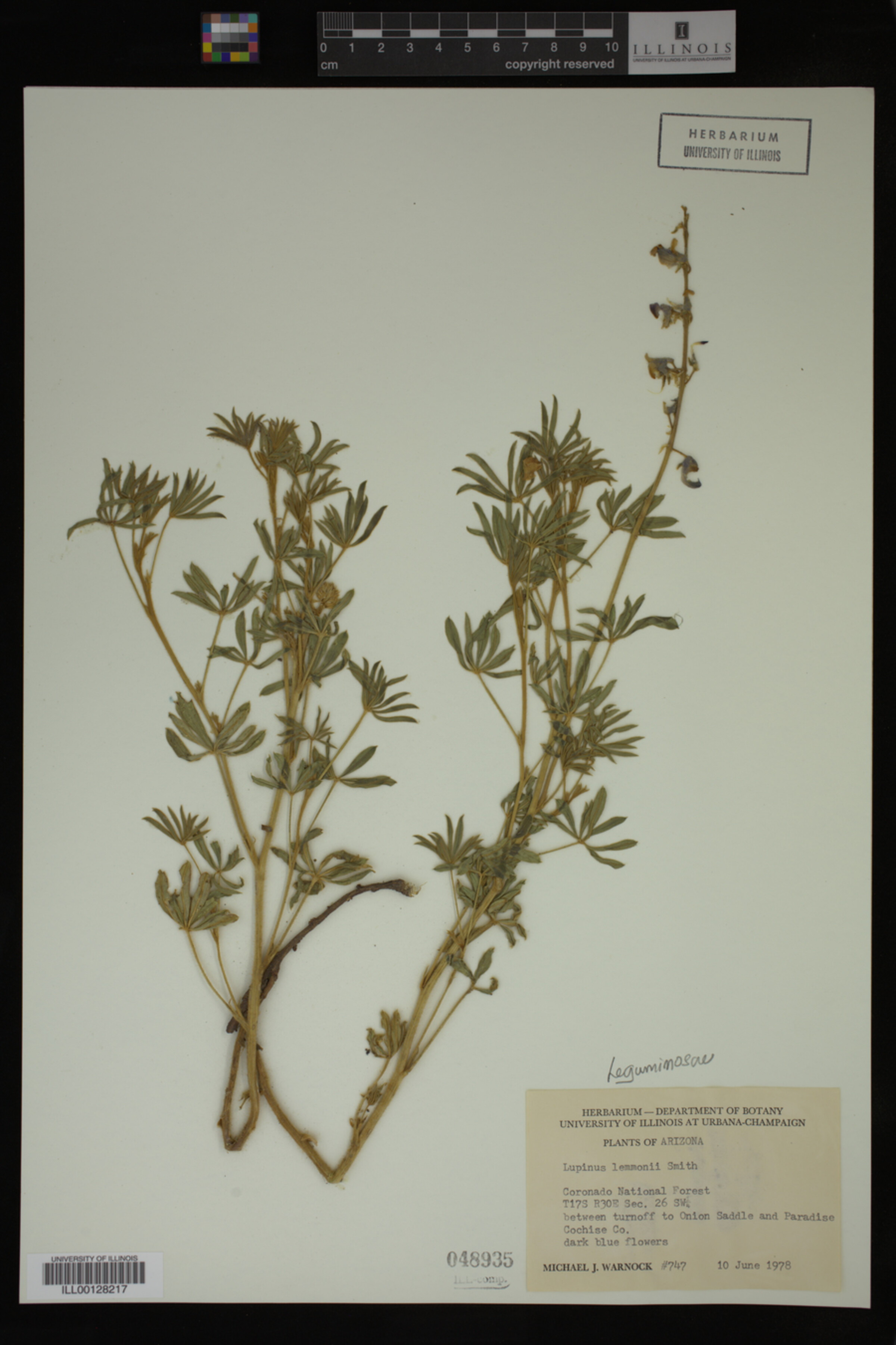 Lupinus lemmonii image