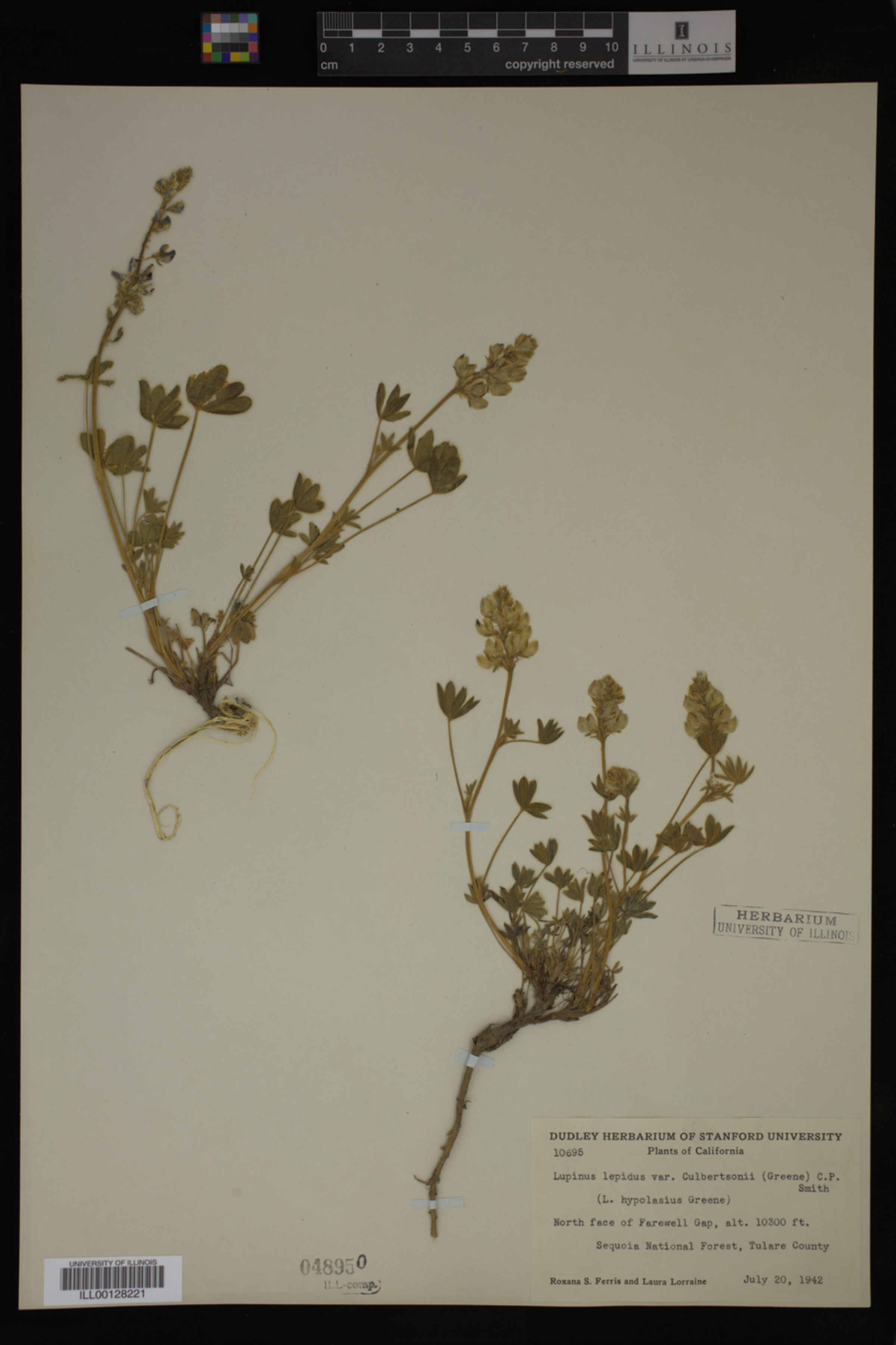 Lupinus culbertsonii ssp. culbertsonii image