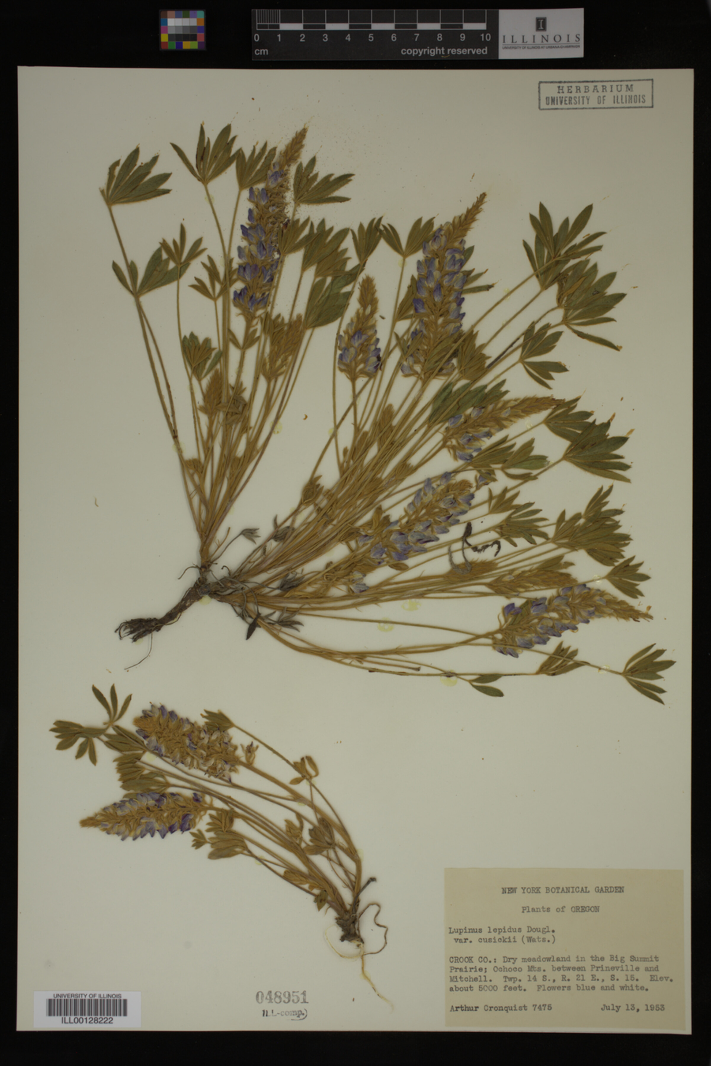 Lupinus cusickii ssp. cusickii image