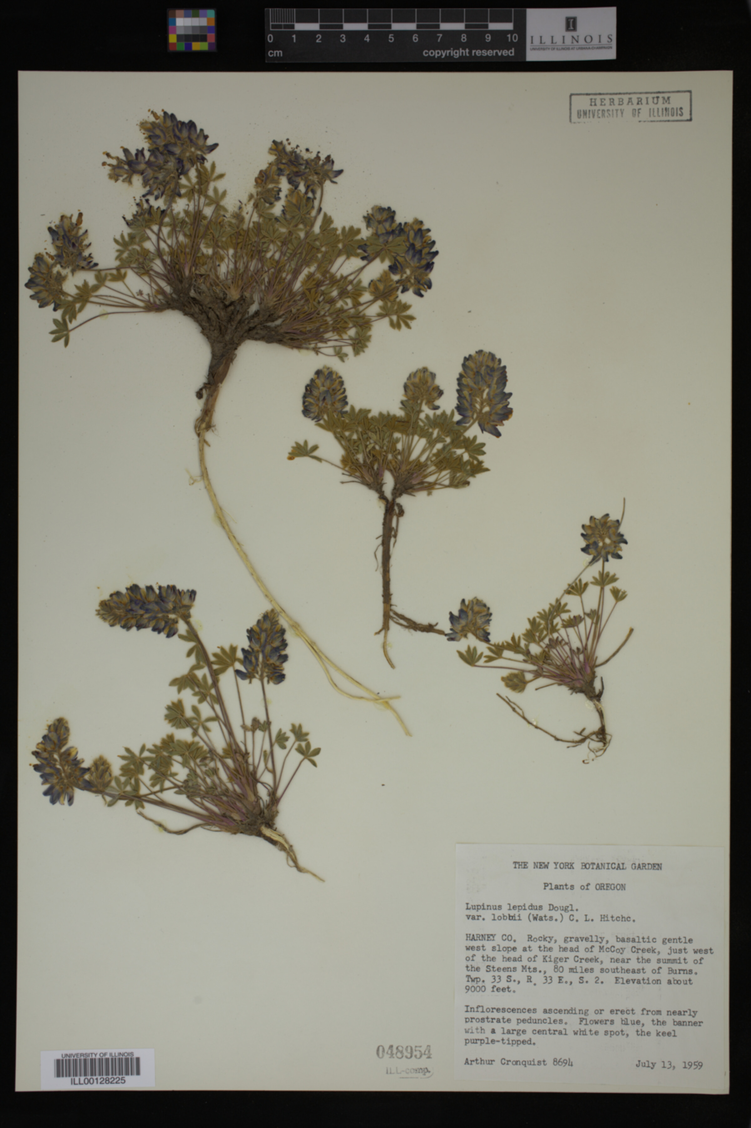 Lupinus lepidus image