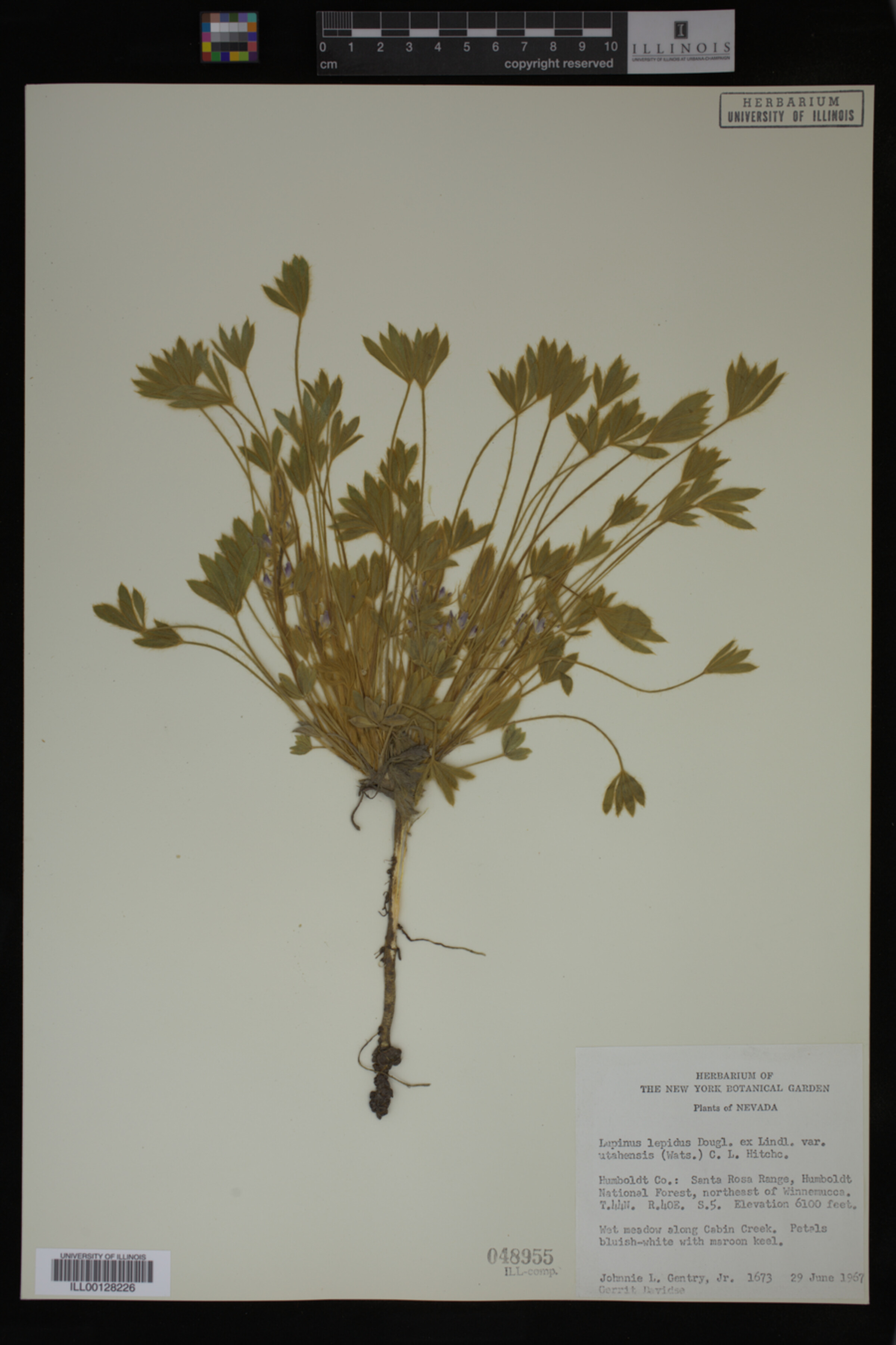 Lupinus caespitosus var. utahensis image
