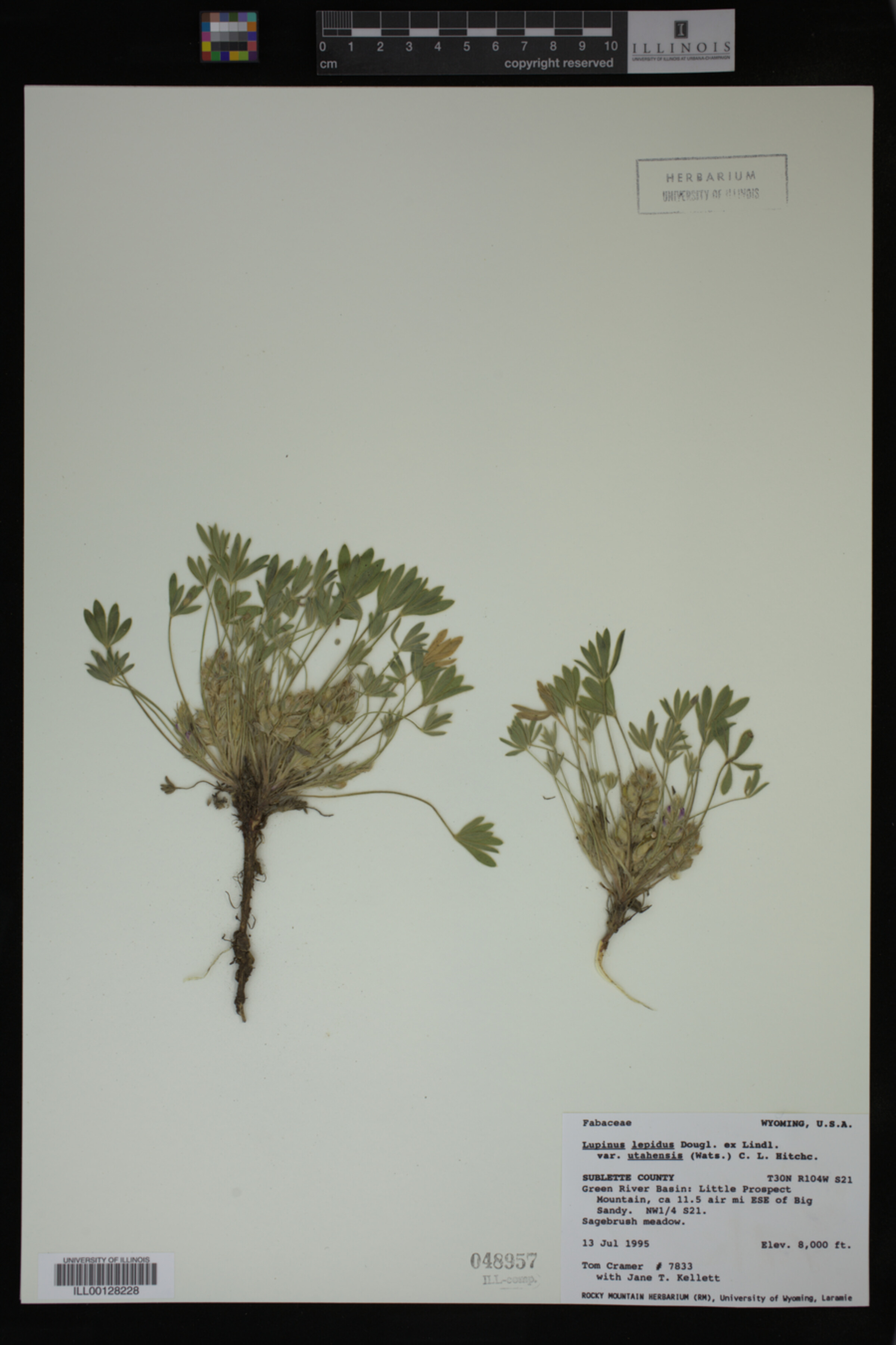 Lupinus caespitosus var. utahensis image