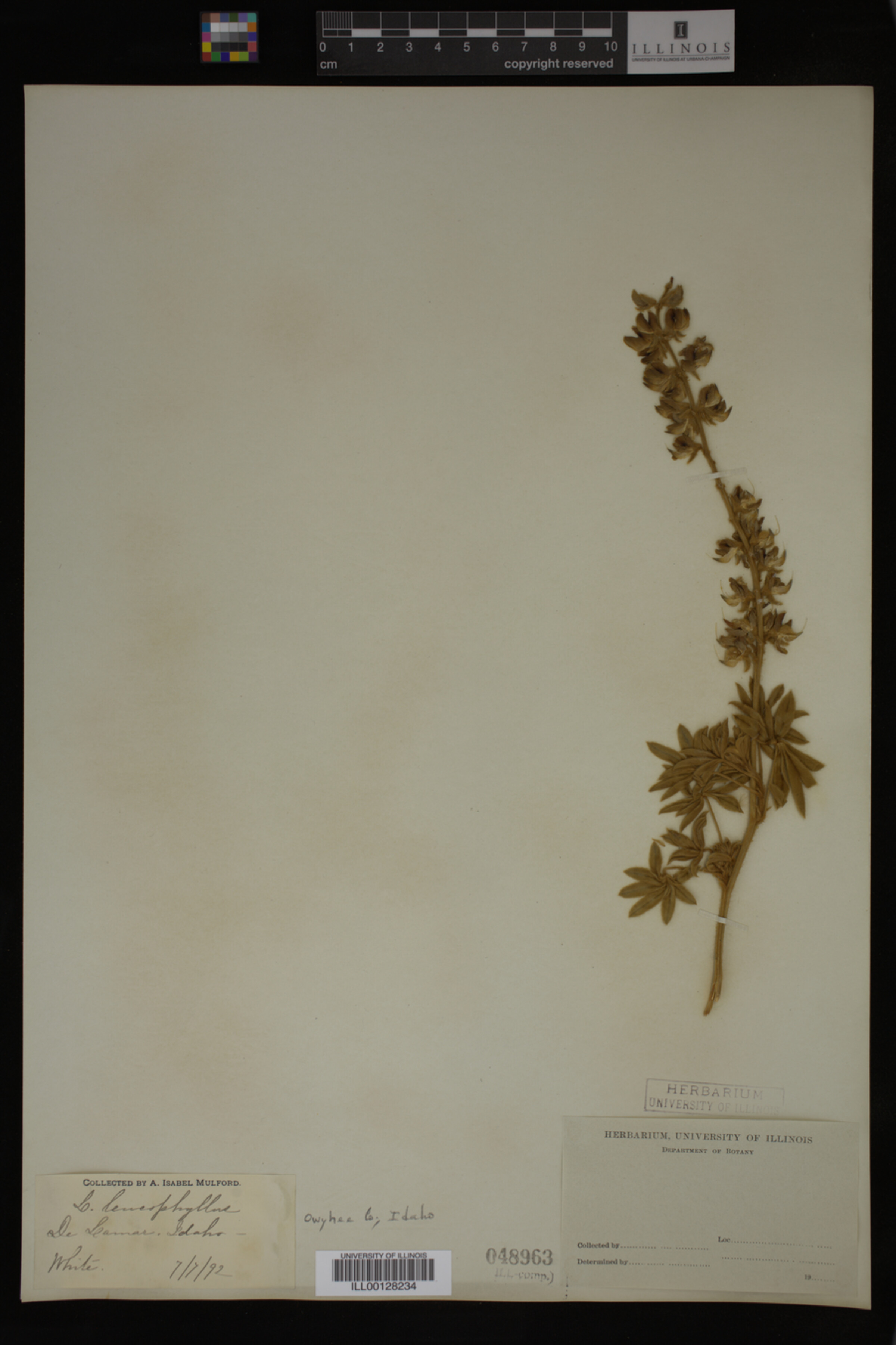 Lupinus leucophyllus image
