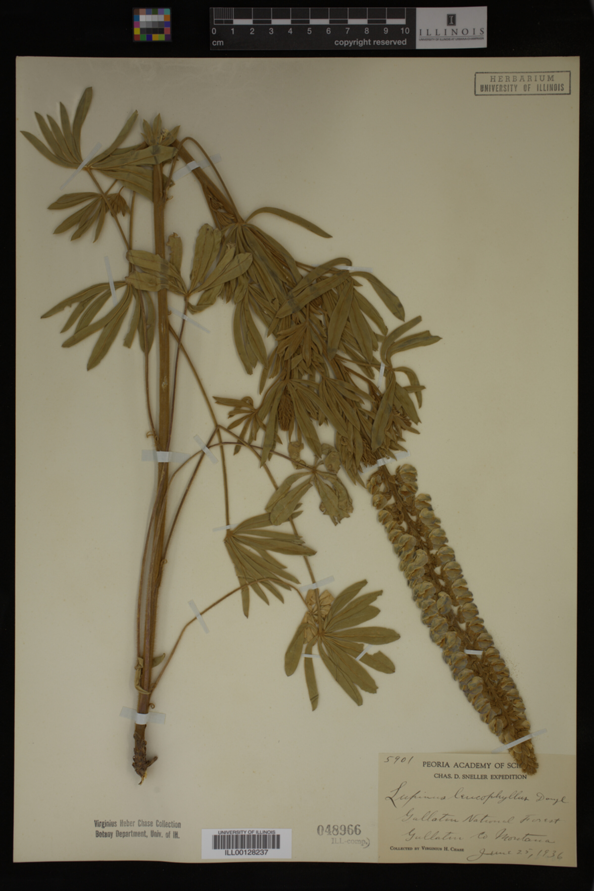 Lupinus leucophyllus image