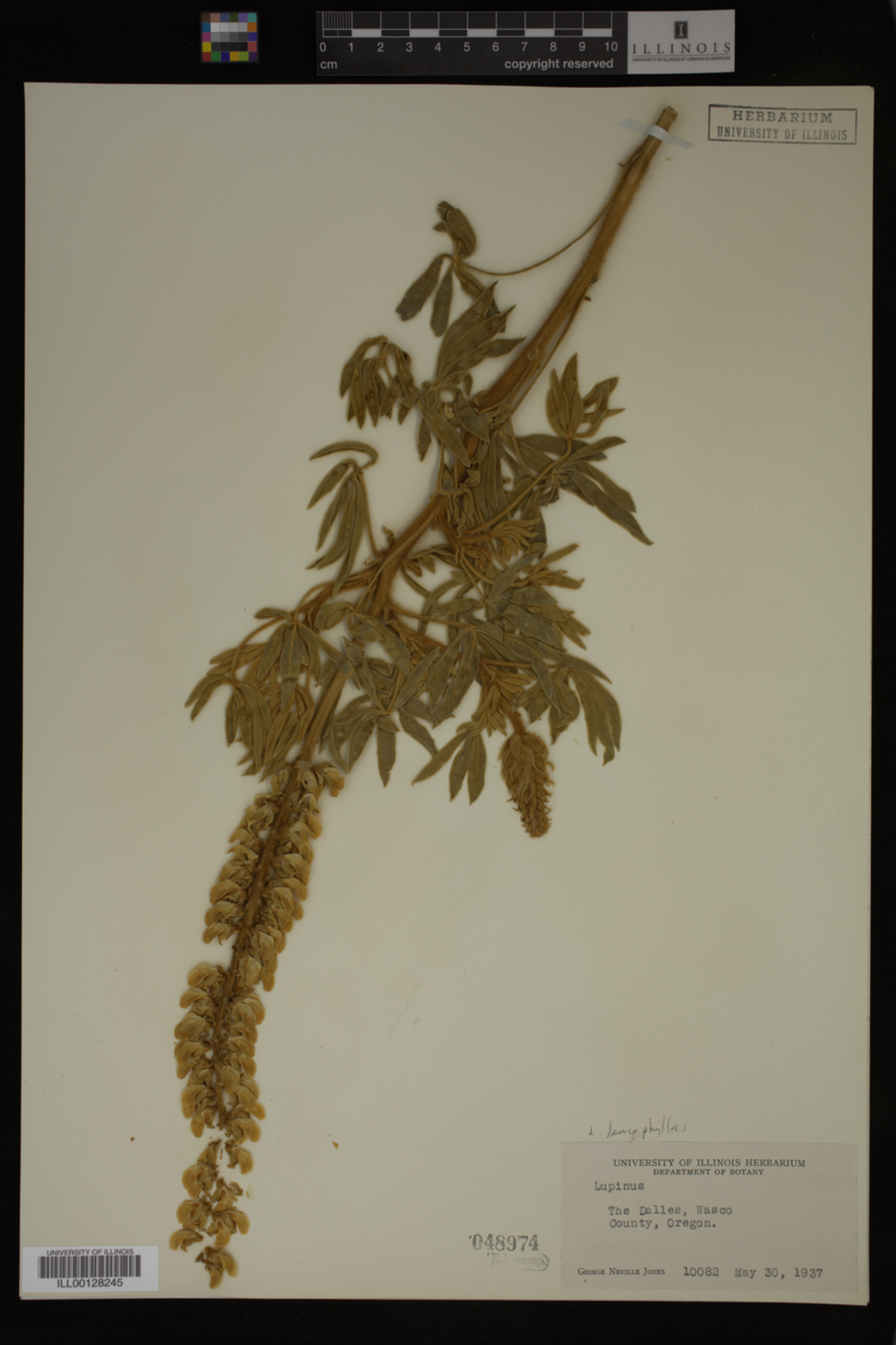 Lupinus leucophyllus image