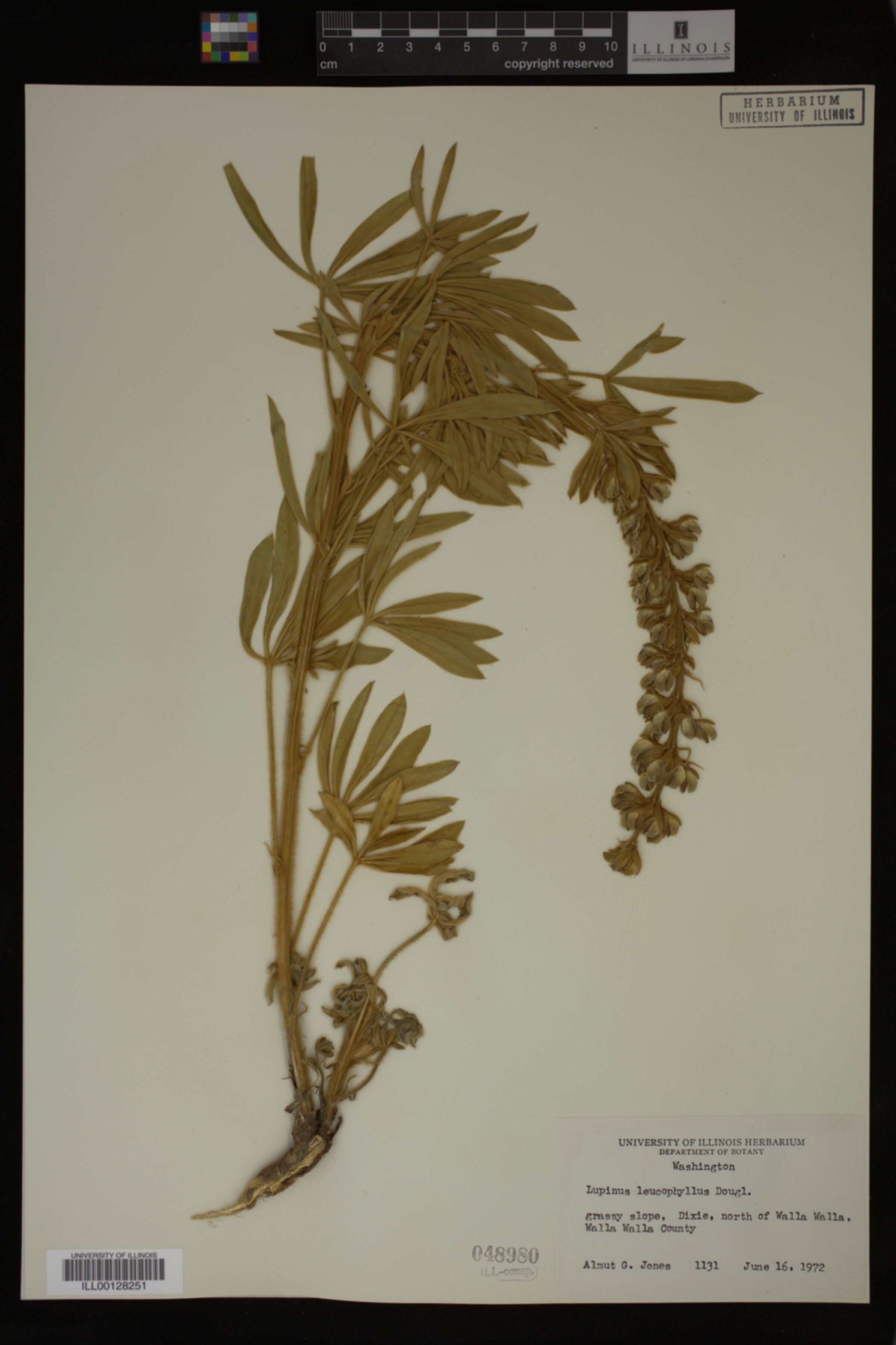 Lupinus leucophyllus image