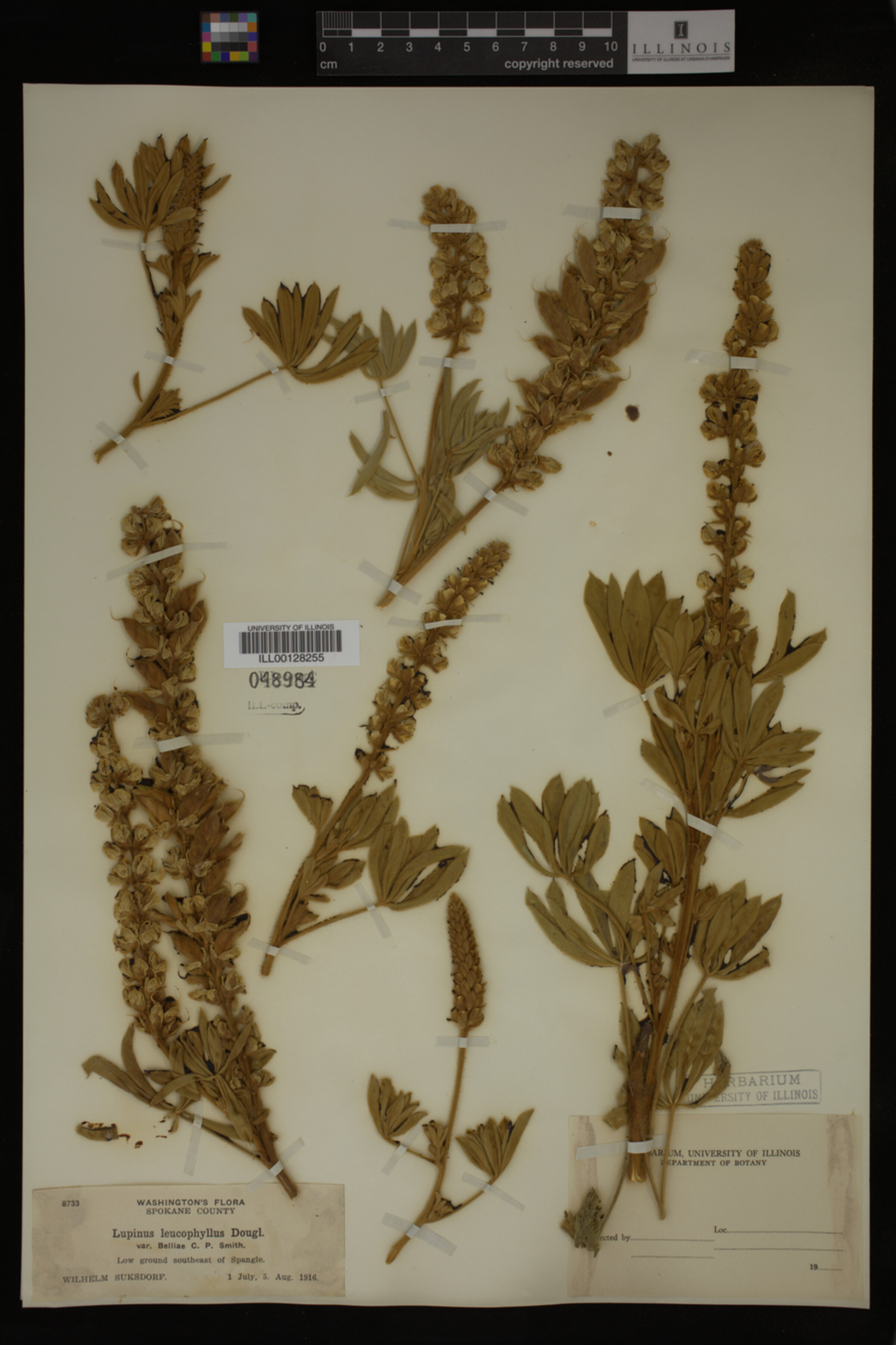 Lupinus leucophyllus var. belliae image