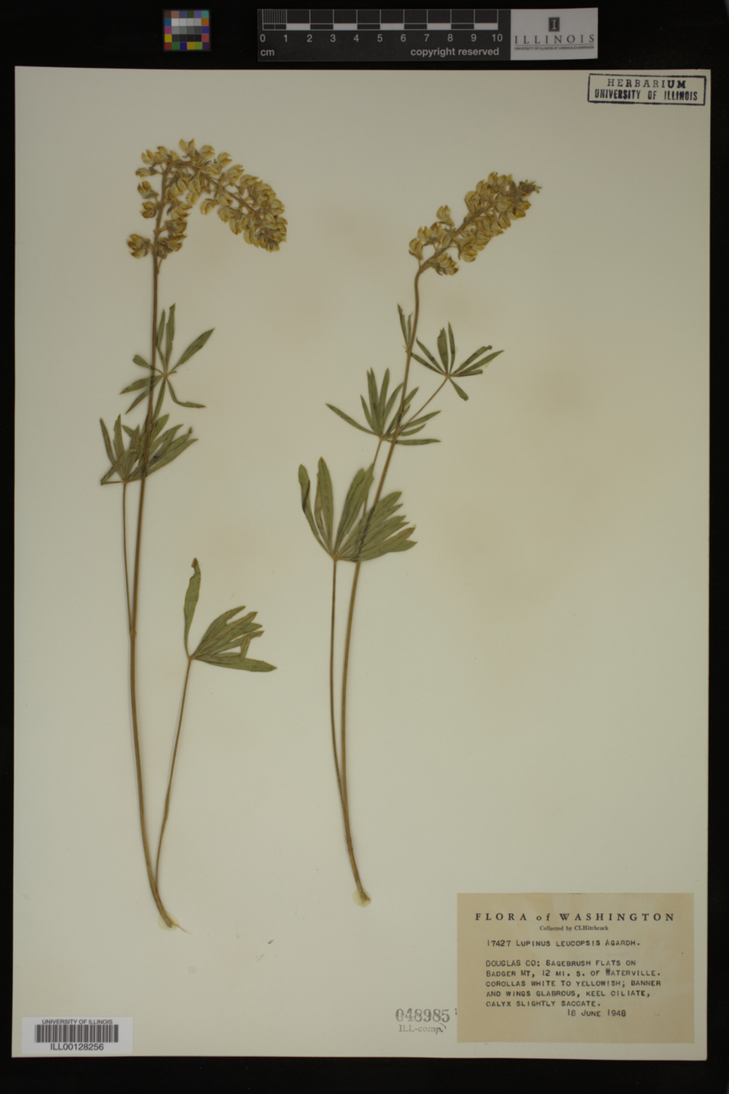 Lupinus leucopsis image