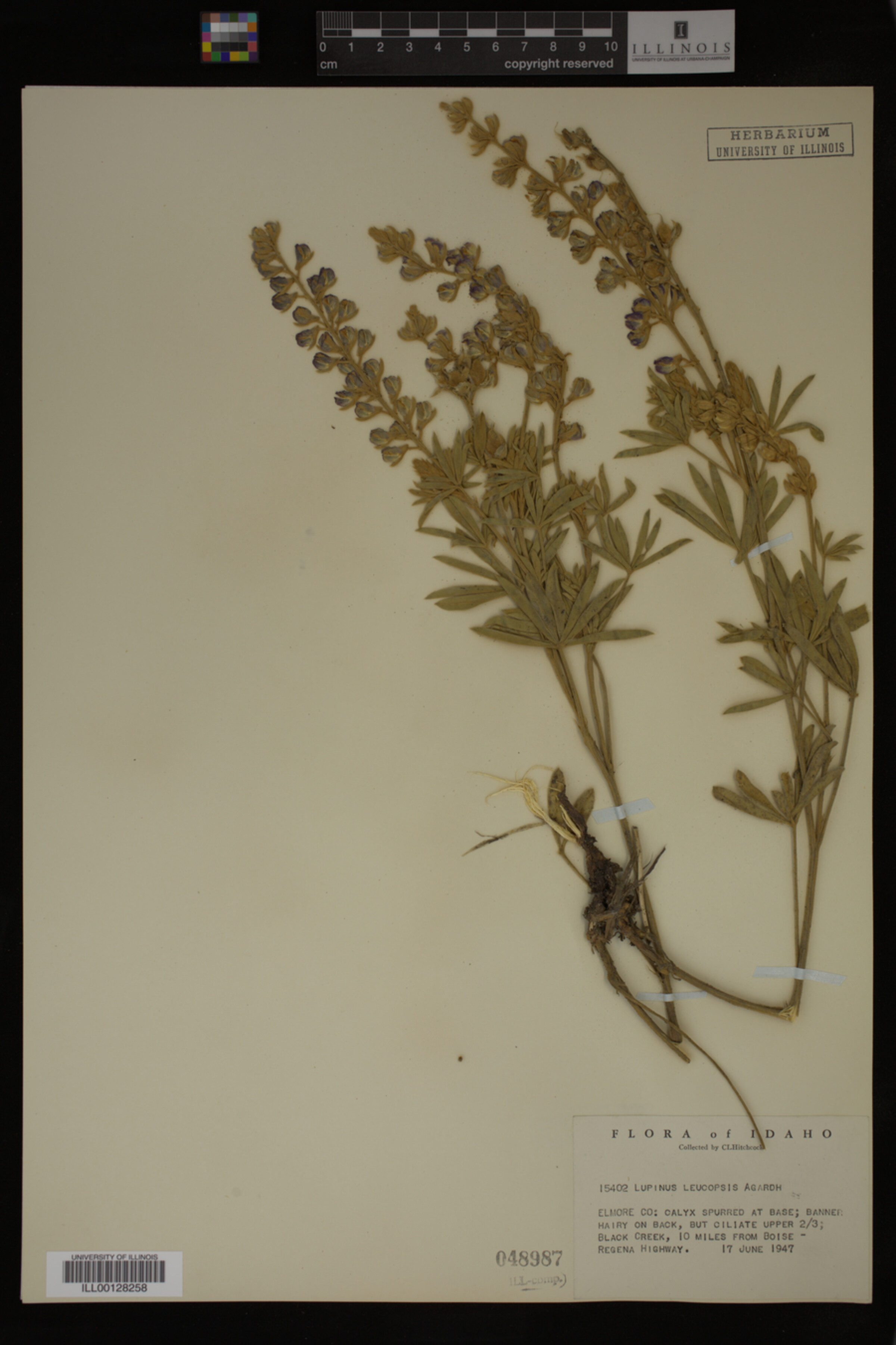 Lupinus leucopsis image