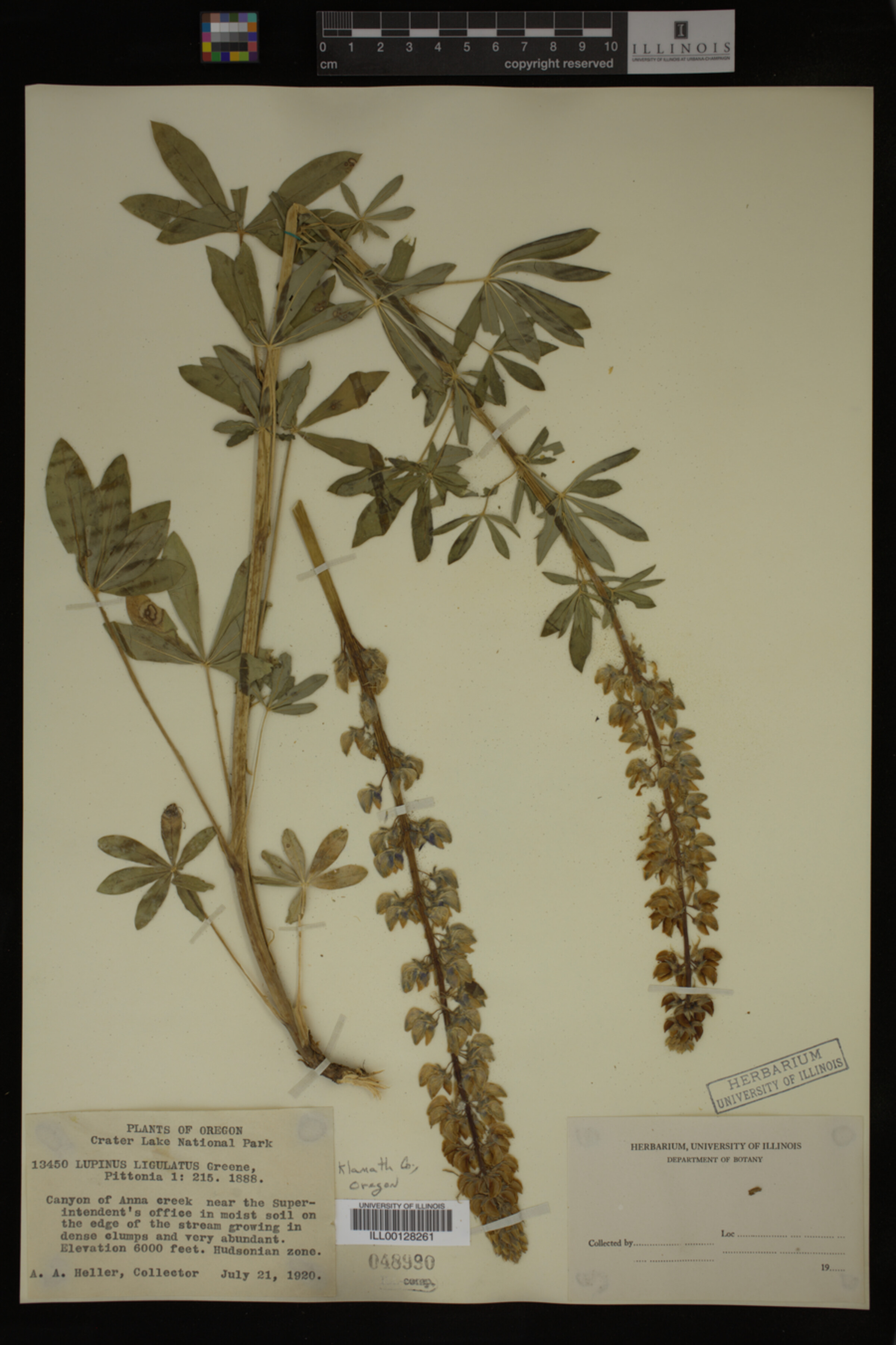 Lupinus ligulatus image