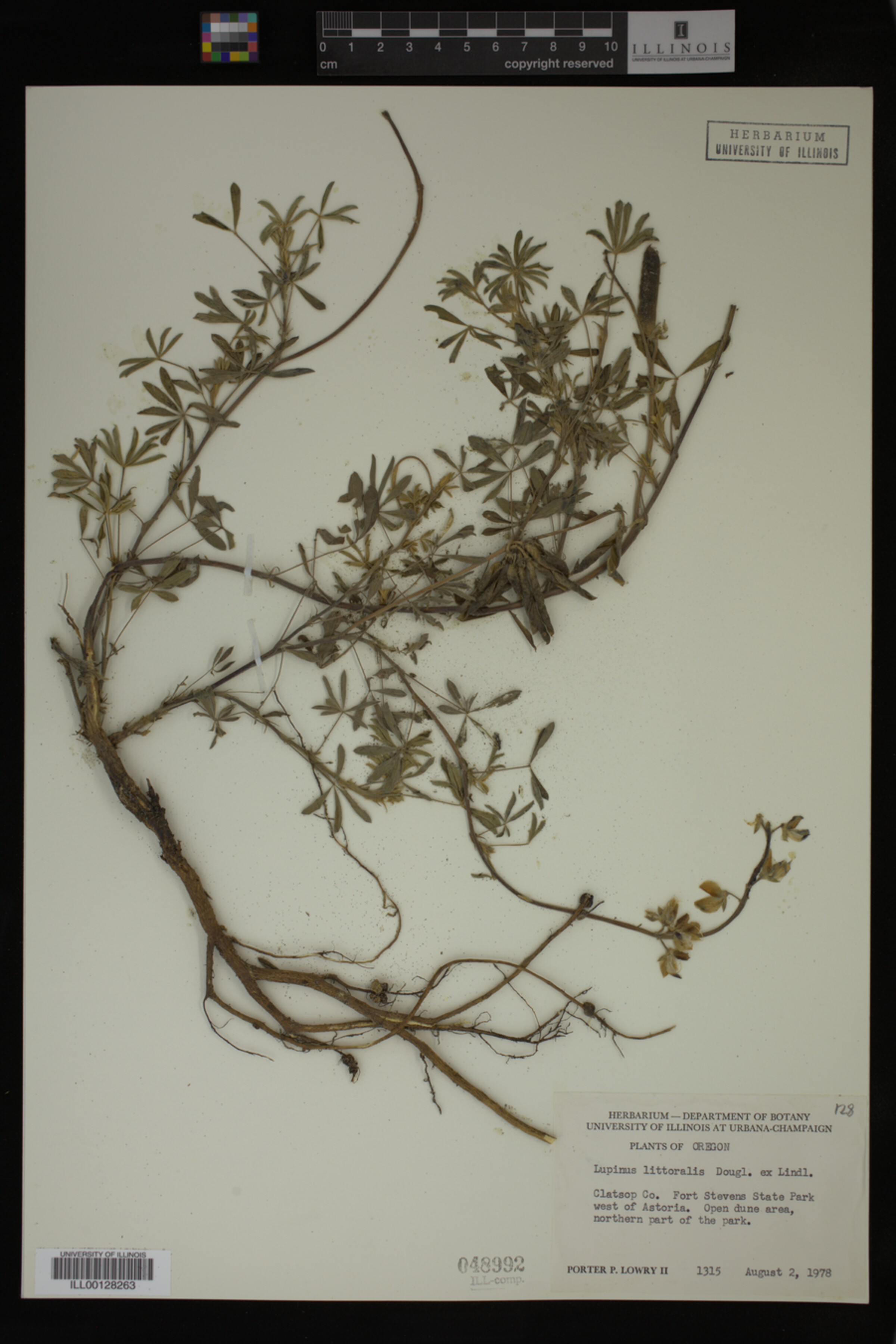 Lupinus littoralis image