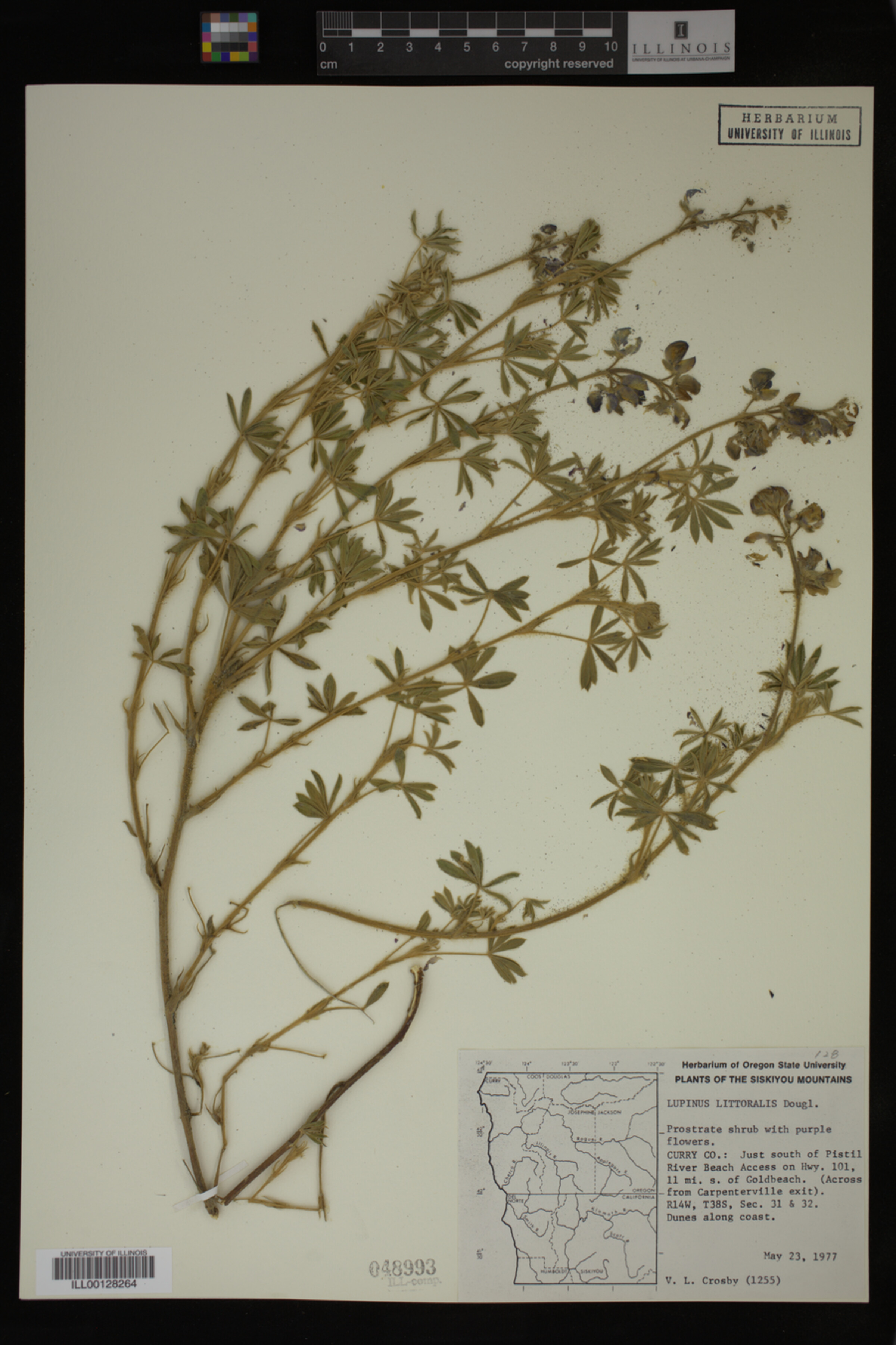 Lupinus littoralis image