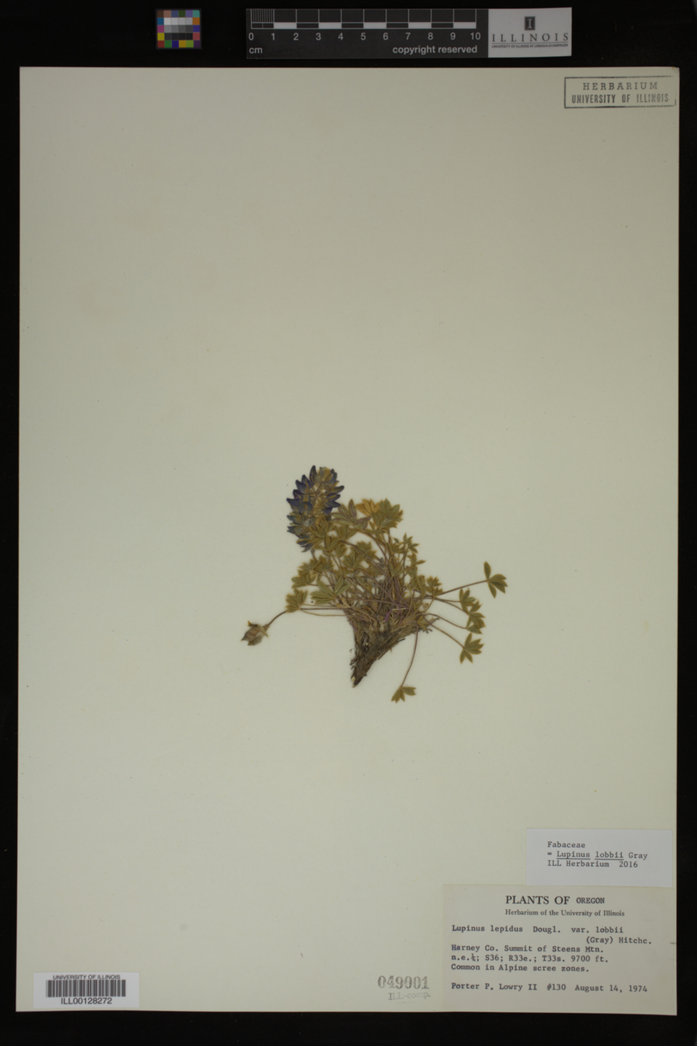 Lupinus lobbii image